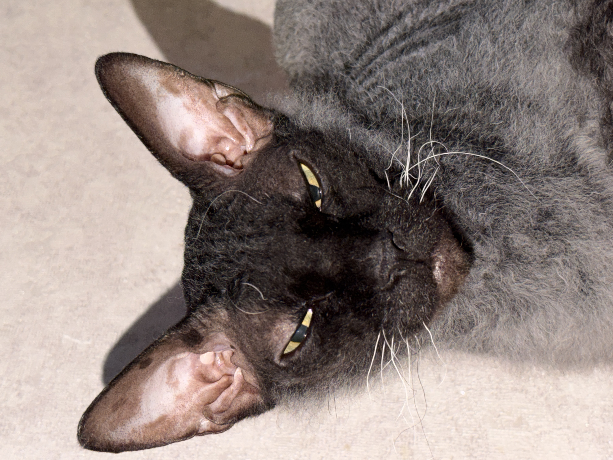 The scene depicts a close-up, head-on view of a single feline, possibly a Sphynx or a similar breed with very short, fine, sparse, and wavy dark gray fur, lying in an indoor setting within the city of Unknown, Unknown. The cat's facial fur is darker, appearing black, while its body fur transitions to a lighter, ash-gray. Its large, upright ears are pointed, with visible internal structures that are pale pinkish-brown with some darker pigmentation. The feline's eyes are partially closed, revealing narrow, slit-like golden-yellow irises with dark pupils, contributing to an intense or sleepy expression. Prominent white whiskers extend outward from its dark muzzle. The animal is positioned against a light beige or off-white textured wall or surface, which serves as the background. A distinct shadow is cast behind the cat's left ear and head on the background surface, indicating illumination from the upper left of the frame. No other subjects, objects, actions, or interactions are discernible.