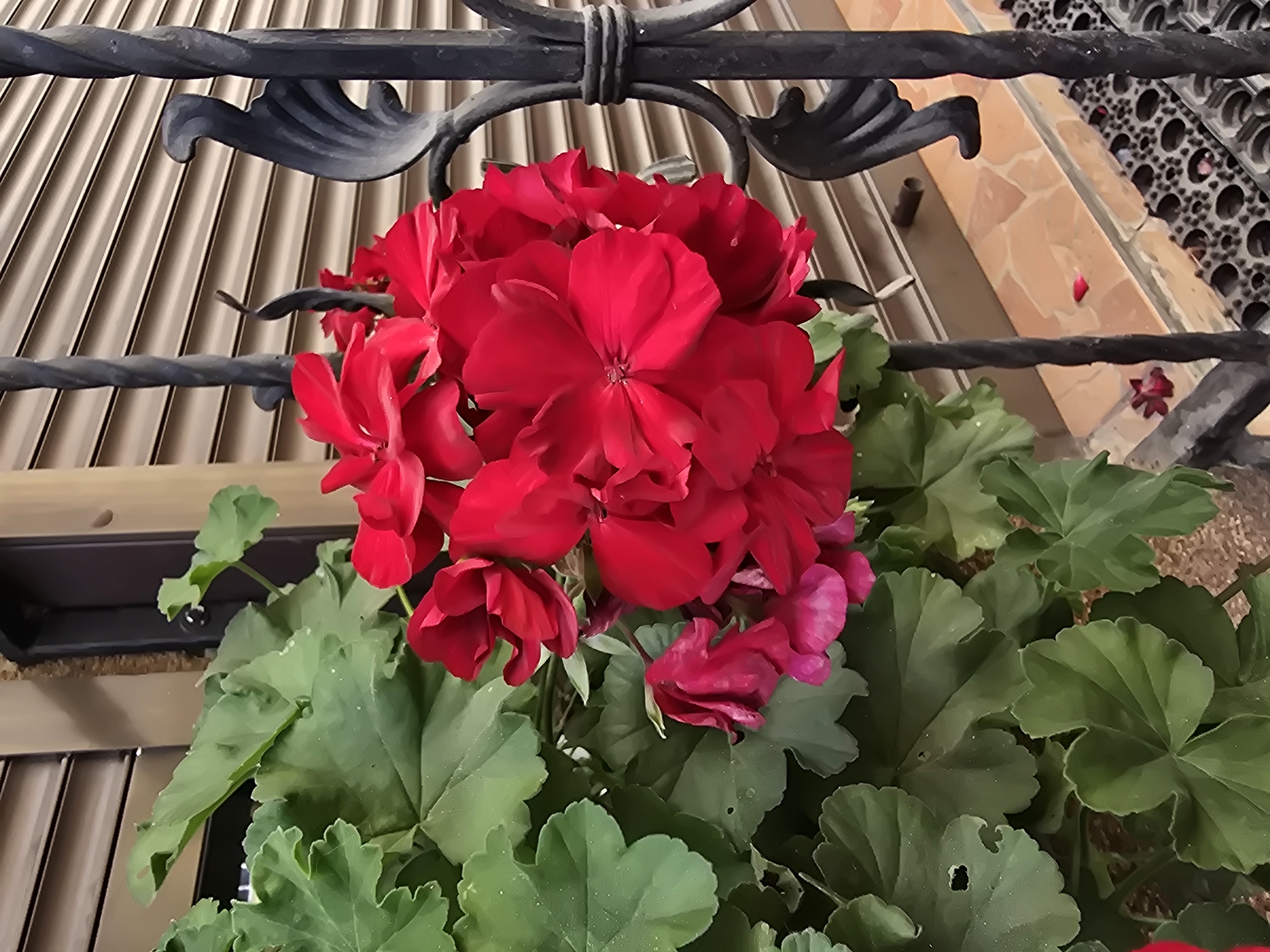 A close-up, eye-level shot focuses on a cluster of vibrant red geranium flowers and their green, lobed leaves, positioned against a backdrop of a beige, slatted garage door and a decorative black metal fence. The flowers are in full bloom, with multiple petals forming a dense, rounded inflorescence. Some of the lower petals have a pinkish hue. The leaves are large and textured, with visible veins and some imperfections, including small holes.
The black metal fence, featuring an ornate, scrolling design, is a prominent element on the right side of the frame, partially obscuring the garage door. The garage door itself appears to be made of horizontal slats and is a neutral, earthy tone.
In the background, the ground is paved with terracotta-colored tiles, and a dark, perforated mat is visible in the lower right corner, suggesting an outdoor setting. A few fallen red petals are scattered on the tiles.
The scene appears to be located in the city of Sofiivska Borshchahivka, Ukraine. No people are present in the image, and no actions are being performed. The lighting suggests it is daytime, with soft light illuminating the flowers and leaves.