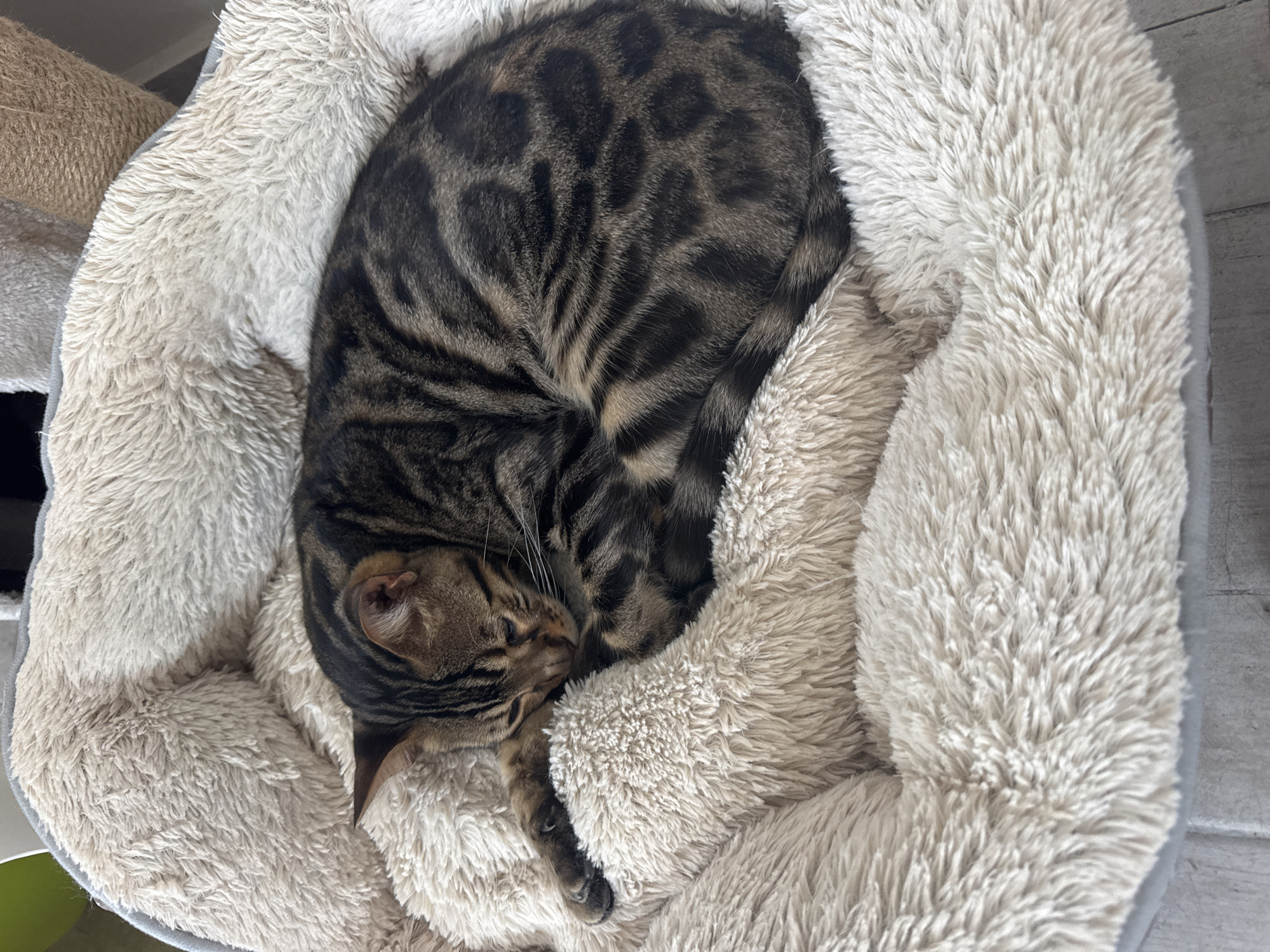 A tabby cat is curled up and sleeping in a plush, beige cat bed. The cat has distinct dark stripes and spots on its fur. The cat bed is positioned on a light-colored wooden floor, likely indoors in a residential setting. The background is out of focus, showing hints of a scratching post and a green object, possibly a plant. The image appears to be taken from a slightly elevated angle, looking down at the sleeping cat. This scene is consistent with a domestic environment in Agios Tychona Community, Cyprus.