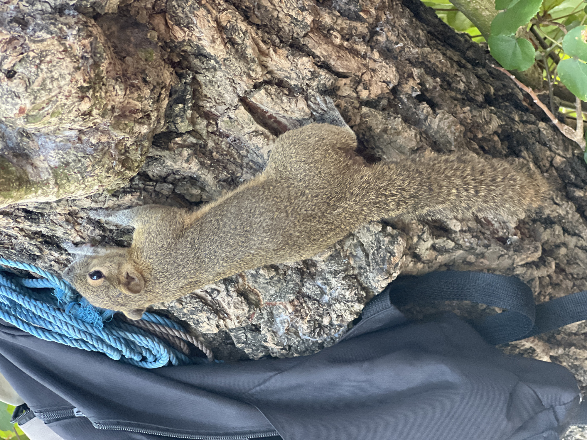 A small, brown squirrel clings to the rough bark of a tree. Its body is elongated as it climbs vertically, with its tail extended downwards. To the left of the squirrel, a black backpack is partially visible, with a thick blue rope draped over it and lying against the tree. The background consists of the textured tree bark and some green foliage. The scene appears to be outdoors, with natural lighting.