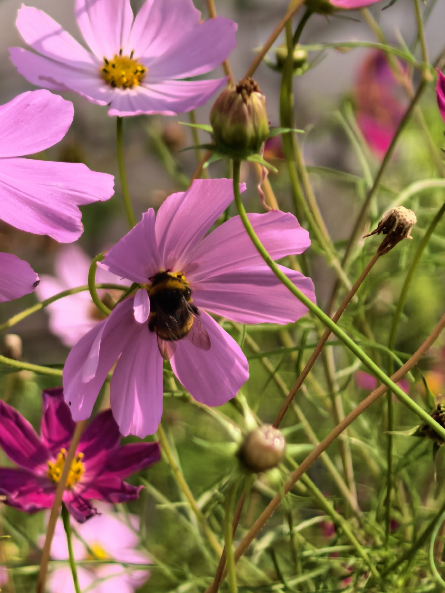 This is a close-up photograph of several cosmos flowers in bloom, with a bumblebee actively collecting pollen from one of them. The flowers are in shades of pink and magenta. The bumblebee, which is black and yellow, is positioned in the center of a pink cosmos flower, its legs and head buried in the bloom. The background is softly blurred, showing more flowers and green foliage, suggesting a garden setting. The lighting is natural, casting gentle shadows on the petals. The image is taken at a shallow depth of field, isolating the bee and the central flower from the surrounding elements. The photograph does not depict any elements that would suggest a specific location within the city of Sterlitamak, Russia.