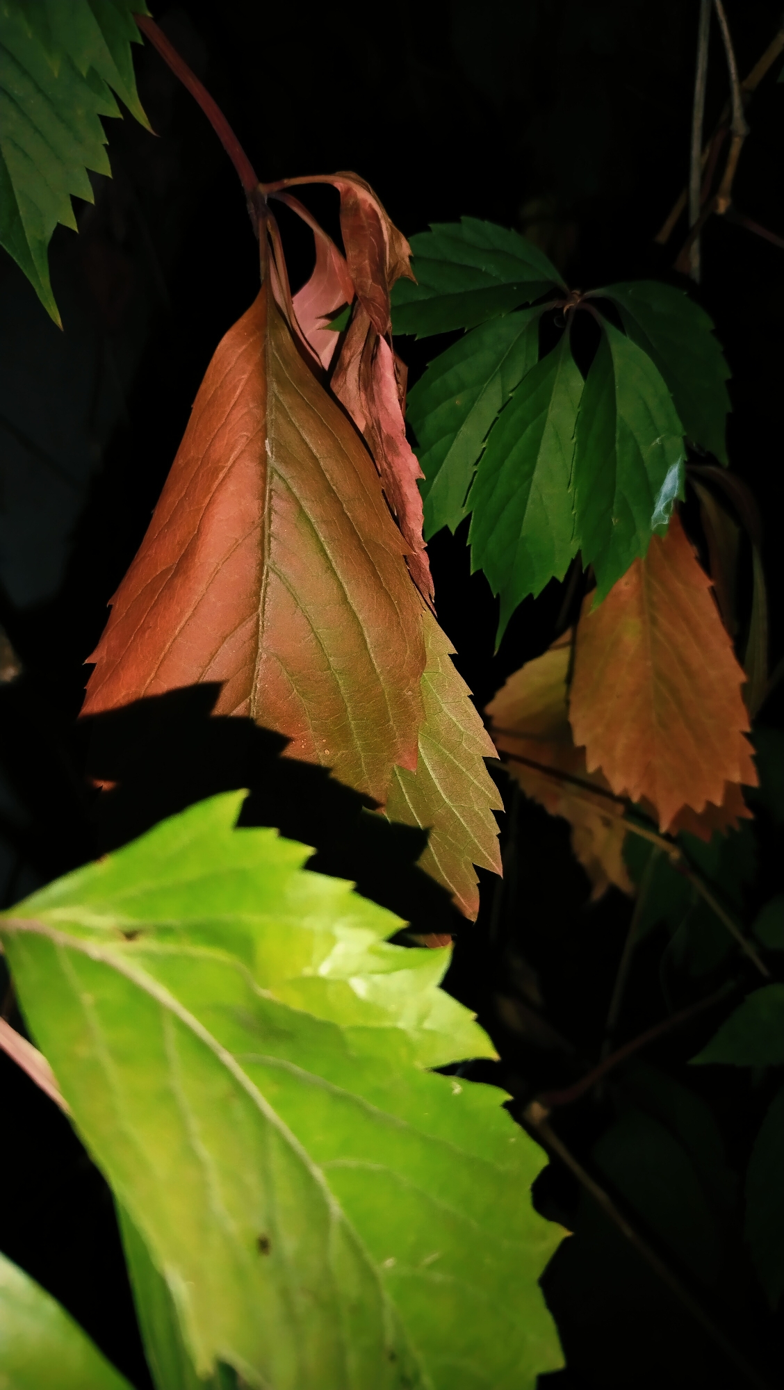 The image depicts a close-up view of Virginia creeper leaves, with some showing signs of autumn color change to reddish-brown while others remain green. The foliage is set against a dark, out-of-focus background, suggesting it might be nighttime or a shaded area. There are no people or identifiable structures present. The scene is a natural one, likely in a garden or park setting. The location in Horishni Plavni, Ukraine, is not visually discernible from the image itself.