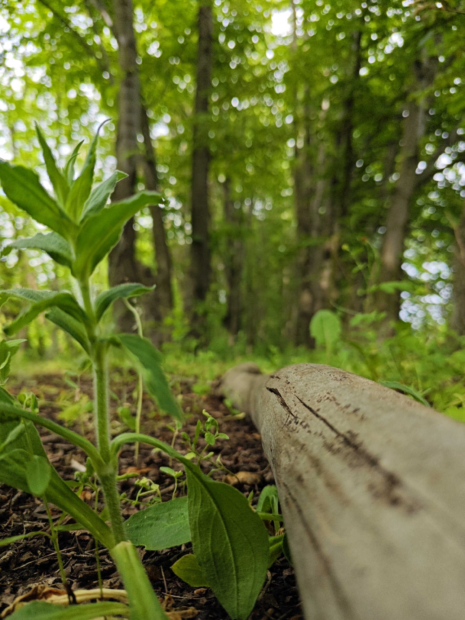 A low-angle shot captures a young green plant in the foreground, its fuzzy stem and leaves sharp against the blurred backdrop of a forest. To the right, a weathered, light-colored log lies diagonally across the frame, showing visible cracks and a rough texture. The background consists of trees with lush green foliage, creating a dappled effect of light and shadow. The ground beneath the plant and log is covered in dark soil and scattered debris. The scene suggests a natural setting, possibly a park or a wooded area within the city of Marianivka, Ukraine. No people or actions are depicted.