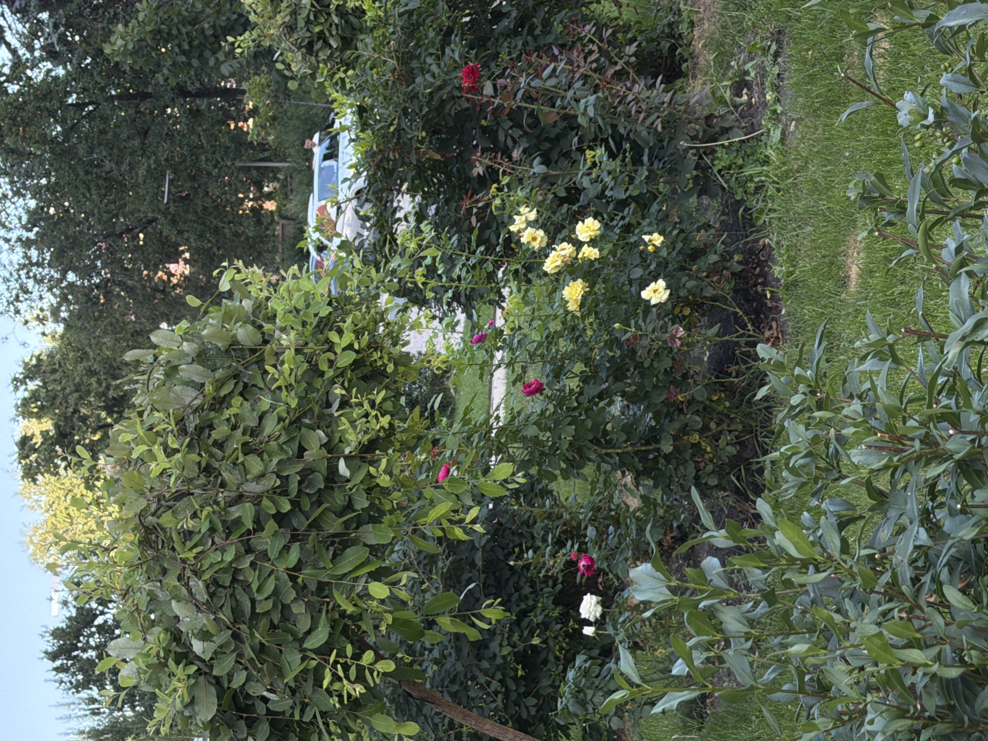 In Kyiv, Ukraine, a residential area features a street with parked vehicles. Foreground elements include a well-maintained garden with various plants and flowers. A large, leafy tree dominates the left side of the frame, its branches hanging low. In the mid-ground, rose bushes are in bloom, displaying a mix of white, pink, yellow, and red flowers. Green grass covers the ground. Behind the garden, several cars are visible, with one light-colored SUV and a darker sedan parked on the street. A single person, wearing a white shirt, is partially visible standing next to the SUV. The background consists of mature trees and the sky.