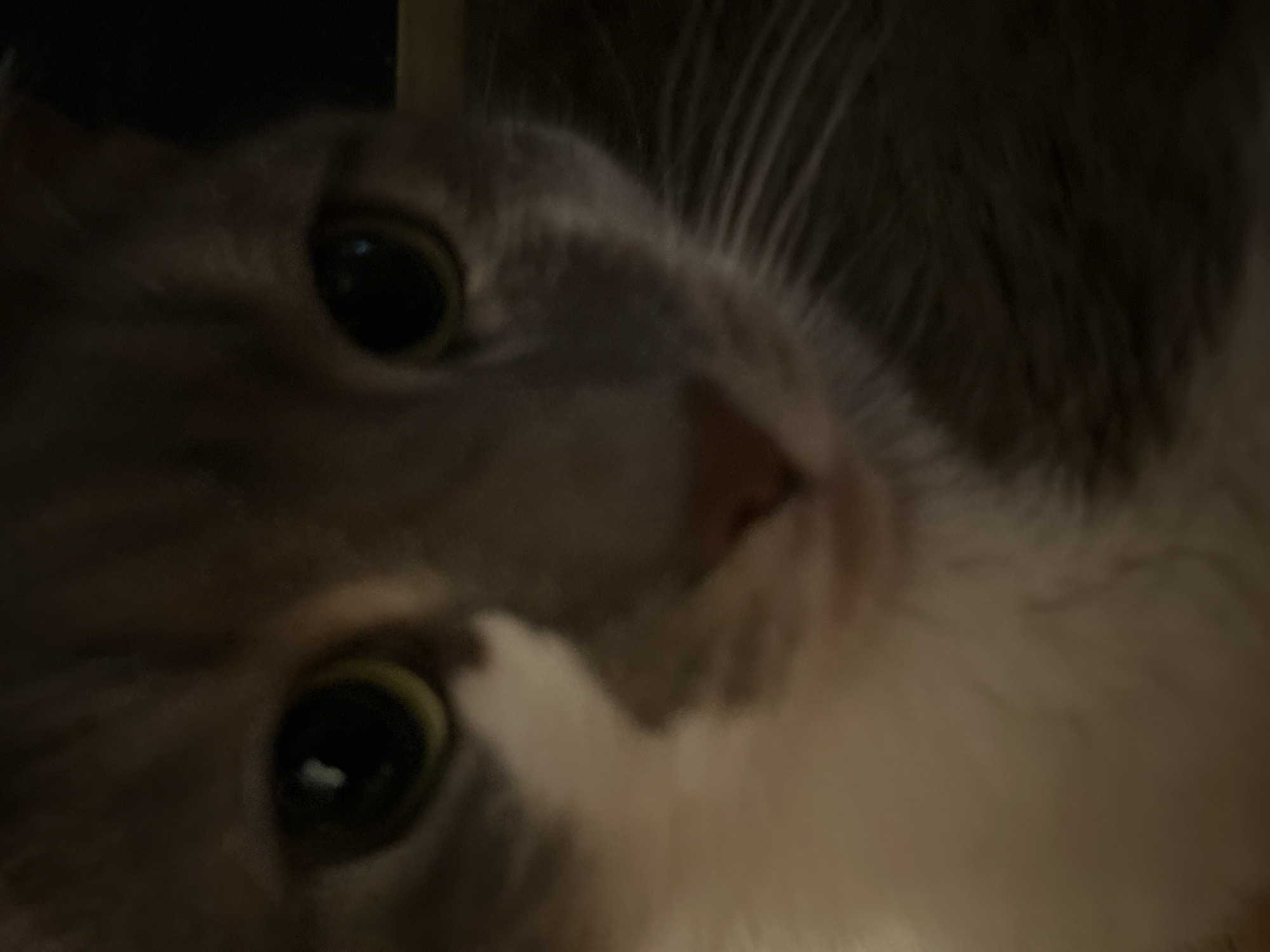 The image is a close-up, low-light photograph of a cat's face. The cat appears to be a tabby with grey and white fur. Its eyes are large and green, with pupils that are almost fully dilated. The cat's nose is pink and triangular. There is a faint reflection in the cat's eyes, suggesting artificial lighting. The background is dark and out of focus. The image does not contain any identifiable landmarks or features that would allow for its localization to Sofia, Bulgaria, or any other specific city. The scene is a simple portrait of a domestic animal.