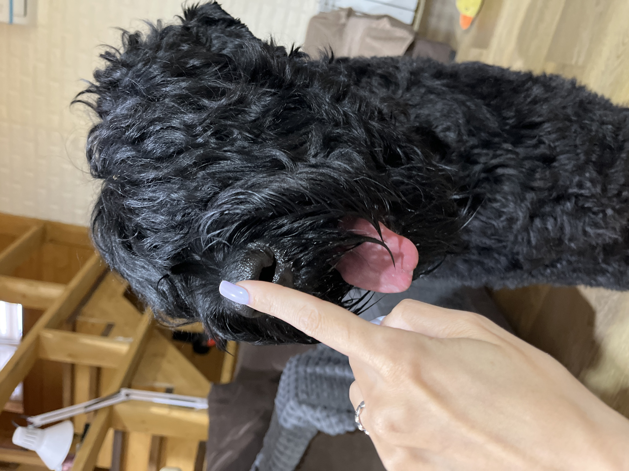 In a domestic setting, likely a living room, a medium shot captures a black dog with wet, curly fur, its mouth open and pink tongue visible. A human hand, with a light purple fingernail and a silver ring on the ring finger, is gently touching the dog's wet black nose with an index finger. The background features a wooden staircase, a brown sofa draped with a gray textured blanket, and a white adjustable lamp. The floor appears to be made of wood. The environment suggests a residential interior, possibly in a home located in the city of Nagorny, Russia, though no specific landmarks identify the exact location within the city.