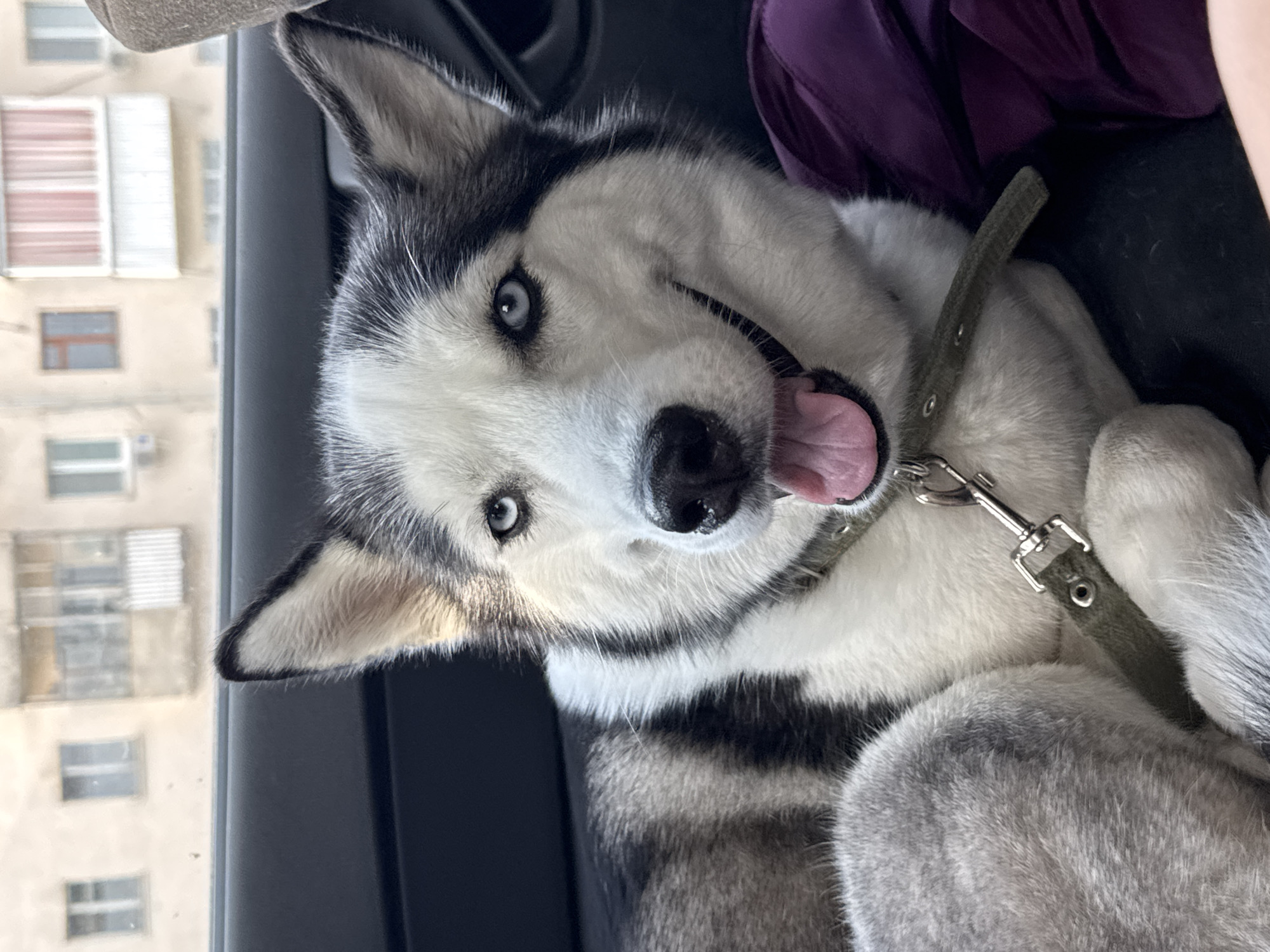 A close-up shot shows a husky dog with bright blue eyes, black and white fur, and its tongue hanging out of its mouth. The dog is wearing a green collar with a leash clip. It is seated in a car, with the interior visible behind it. The background shows buildings and windows, suggesting an urban environment. The lighting is natural, and the overall mood is relaxed and happy.