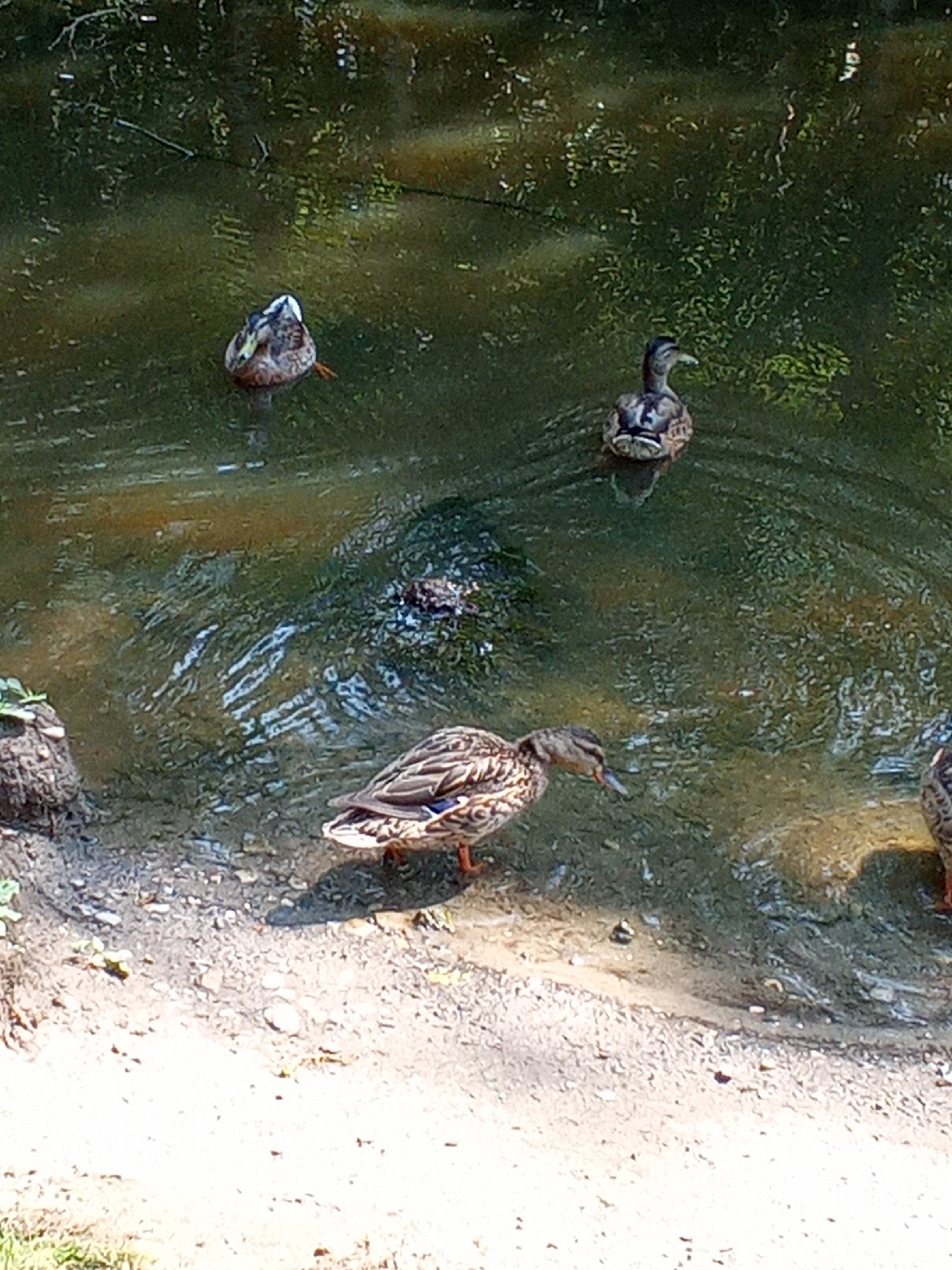 This image depicts a body of water with several ducks present. In the foreground, a mallard duck is partially out of the water, standing on the muddy bank. Its plumage is a mix of brown and white, with iridescent blue-green feathers on its wings. Further into the water, two other ducks are visible. One is a mallard, facing away from the camera, while another duck is further back and its details are less clear. The water is murky and reflects the surrounding greenery. The bank is composed of dirt and small stones. Based on the provided context, this scene is located in the city of Belozersk, Russia.