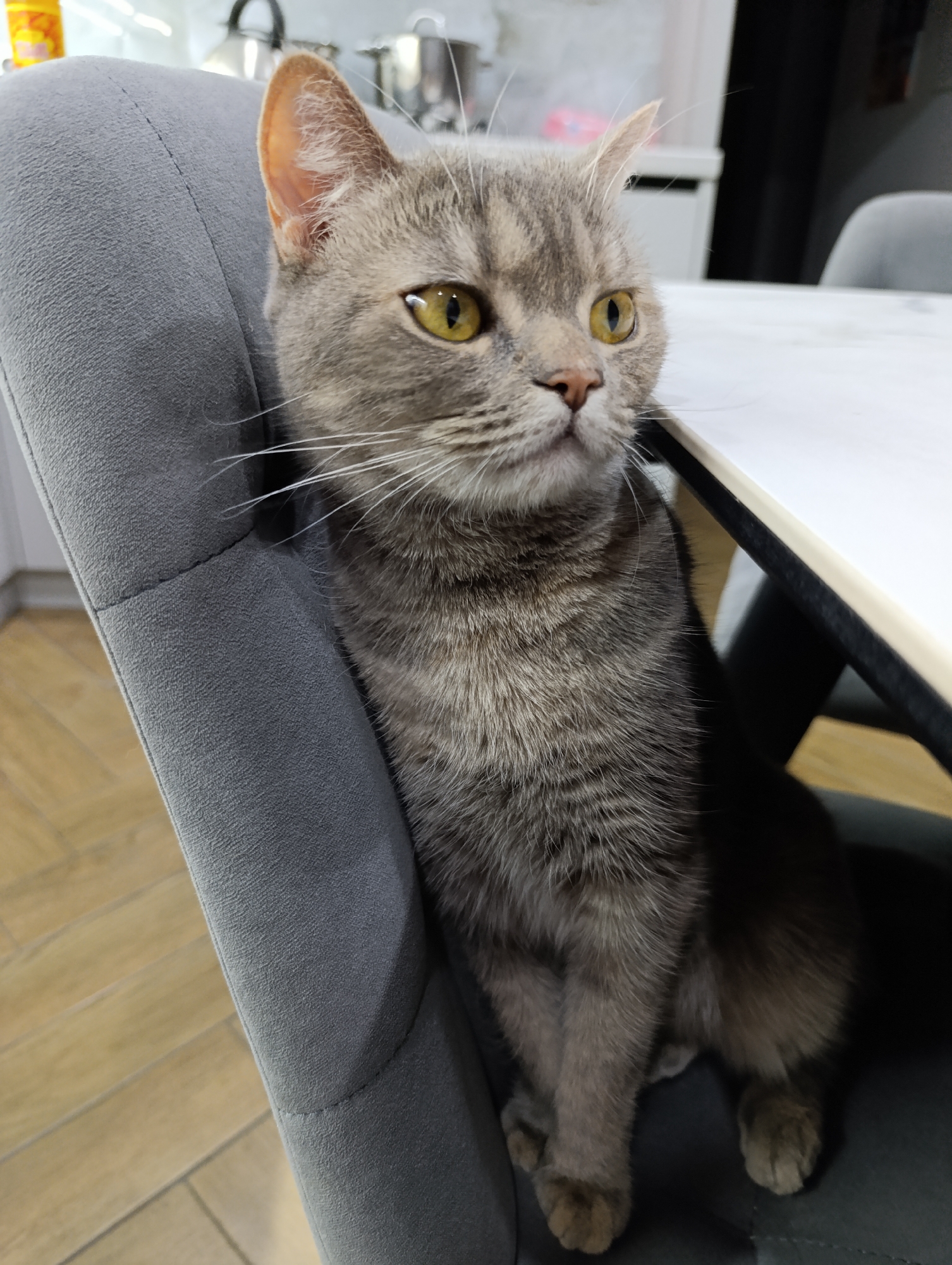 A gray tabby cat with yellow eyes sits upright on a gray upholstered chair. The cat is positioned next to a white table with a black edge. The background includes kitchen appliances, such as a kettle and pots. The floor is made of light wood. The location is Chaikovsky, Russia.