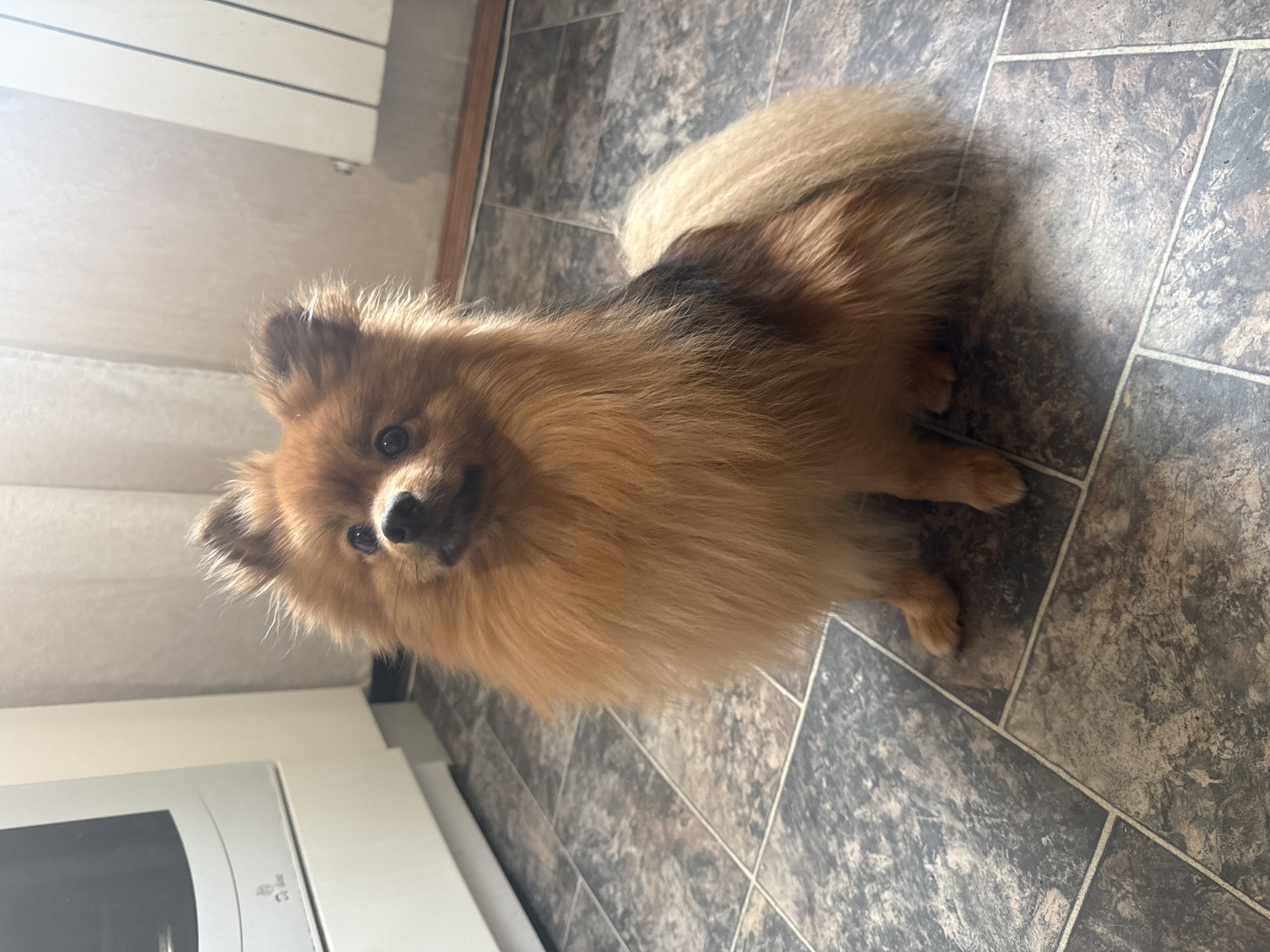 An adorable, fluffy Pomeranian-type dog, predominantly foxy-red or orange-brown in color with some darker shading on its back, is the central subject of the image. The dog is sitting or lying on a dark gray and brown tiled floor, looking directly at the camera with its dark, expressive eyes and black nose. Its ears are perked, and its very fluffy tail, lighter at the tip, is curled over its back.
The setting is an indoor space, likely a home, characterized by the patterned, rectangular floor tiles. In the background, a light-colored wall is visible, along with a white horizontal radiator in the upper left corner. Partially visible in the lower left foreground is a white kitchen appliance, possibly a microwave or oven, which displays the "LG" logo and some small symbols.
The scene is well-lit by bright natural light, likely from a window off to the left, which creates highlights on the dog's fur and casts distinct shadows on the tiled floor. The overall impression is a daytime scene, with the dog appearing alert and curious.