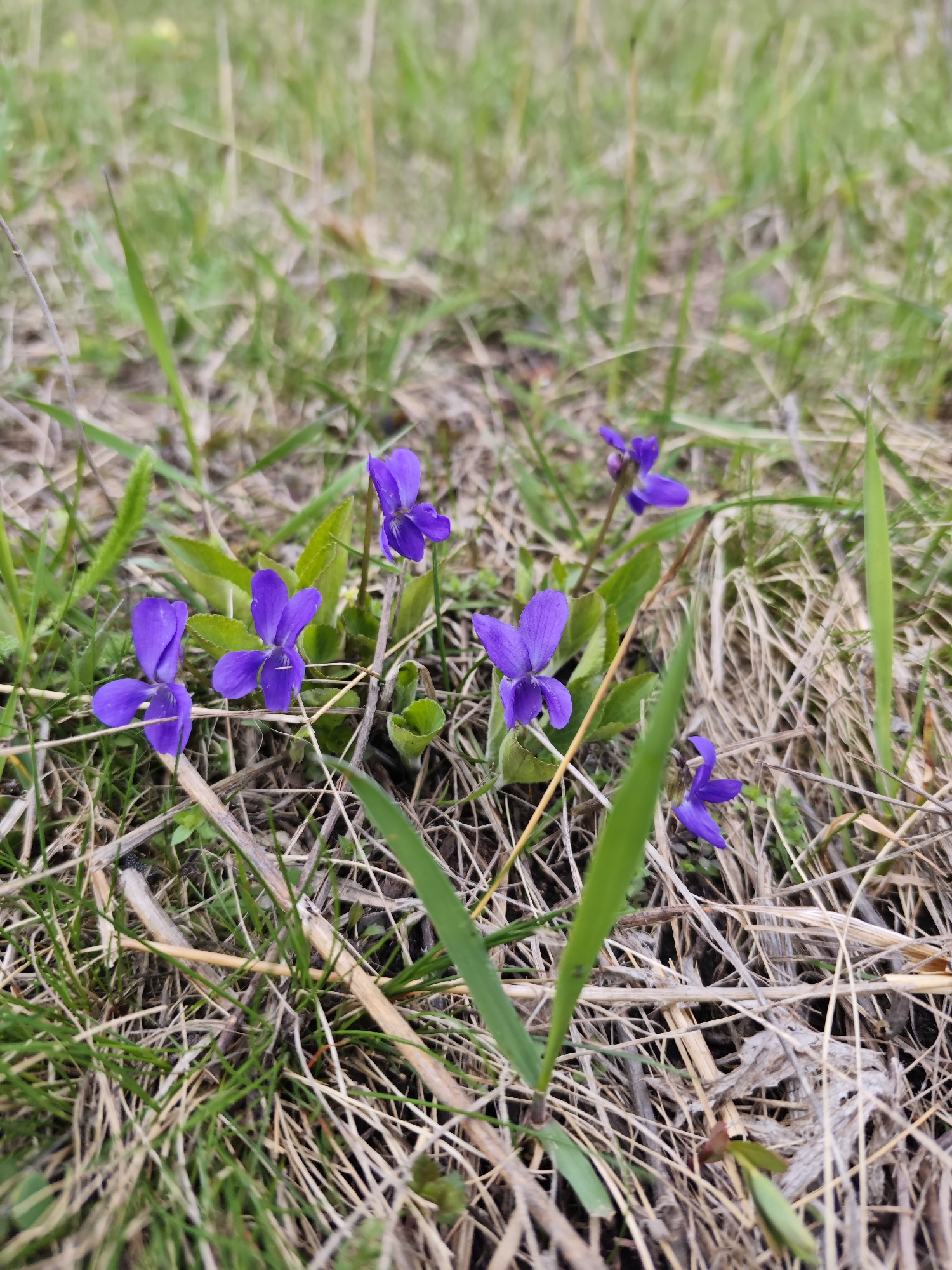 The image shows a patch of ground covered in green and brown grass, with several purple violet flowers scattered throughout. The ground appears to be slightly uneven, with some dead plant matter mixed in with the living grass. The flowers are small and delicate, with five petals each. The overall scene suggests a natural, outdoor environment, possibly in a field or meadow. It is not possible to determine the location within Etoka, Russia, from this image.