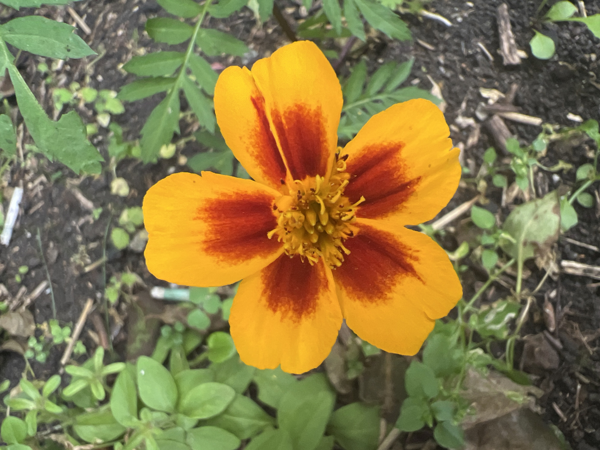 A close-up, overhead view shows a single marigold flower, its petals a vibrant gradient of yellow and red, set against a backdrop of dark soil and green foliage. The flower's center is a cluster of delicate, yellow stamens. Surrounding the bloom, small green leaves and bits of plant debris are scattered across the ground. The lighting suggests it is daytime, and the overall scene is natural and outdoors. No text is visible in the image. The context of Poletaevo, Russia, places this natural setting in a specific geographical location.