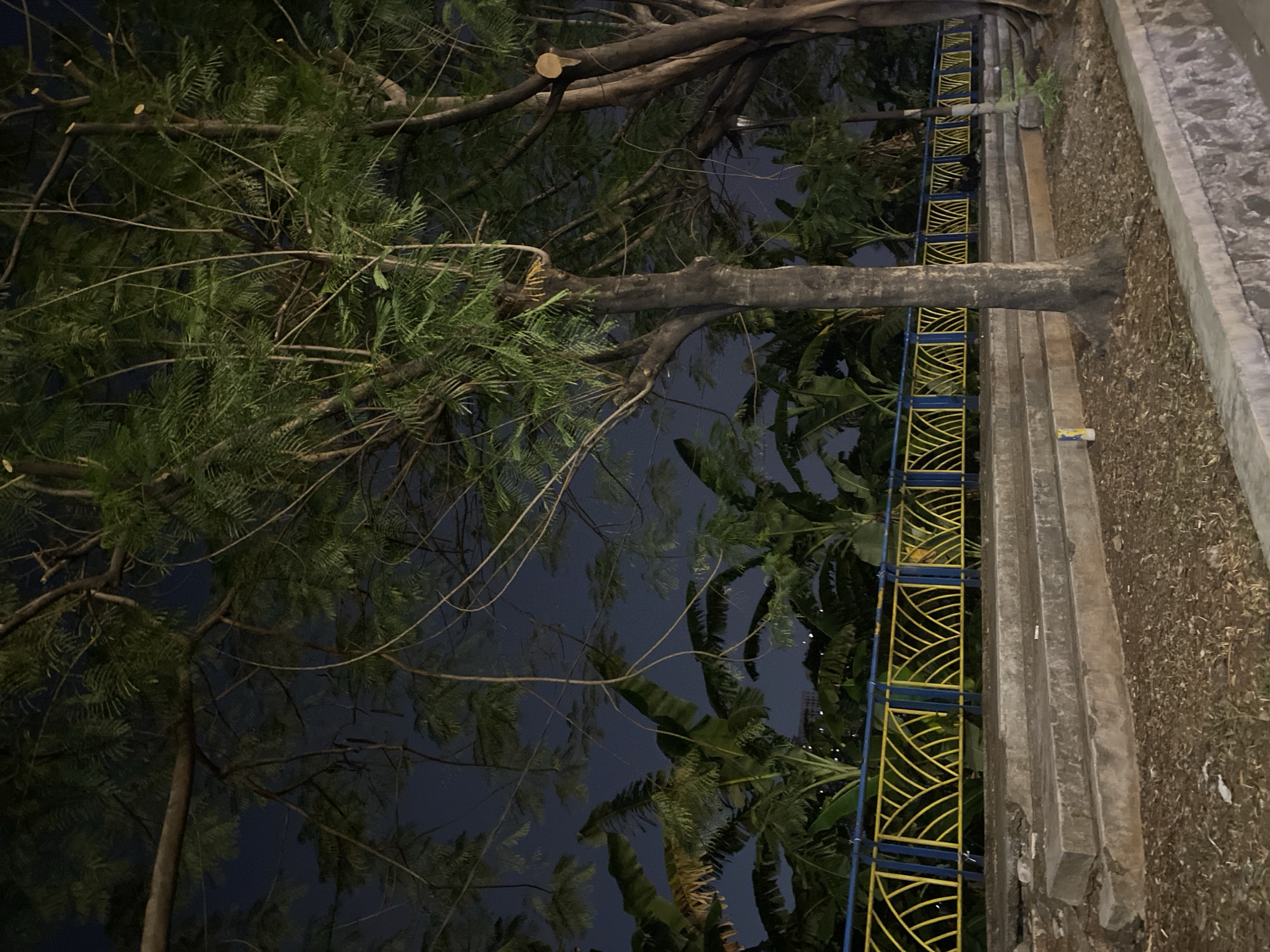 A vertical, nighttime photograph captures a park-like setting with dense foliage and a distinct ornamental fence. In the foreground, concrete steps, weathered and slightly damaged, lead up from a gravelly ground. To the right, a large tree trunk is prominent. Behind the steps, a vibrant yellow and blue patterned fence stretches horizontally, separating the immediate area from a backdrop of lush green banana trees. The sky is a dark, clear navy blue. The location is identified as Jalan Boulevard, Taman Kota 2, BSD City, Tangerang, Indonesia. There are no people visible in the frame.