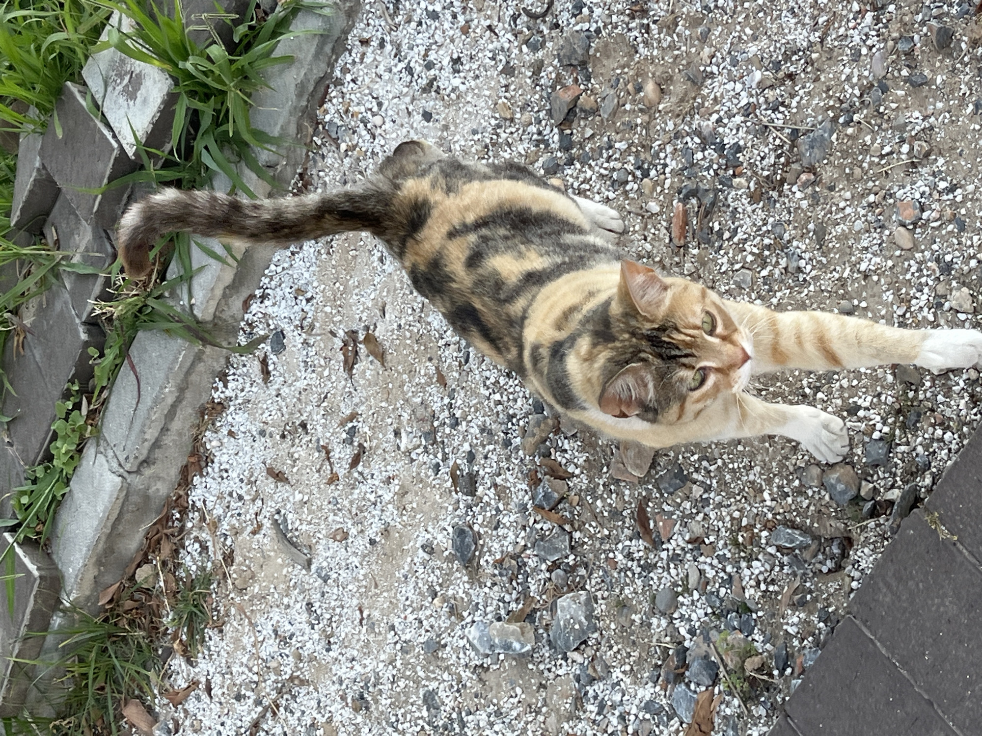 A calico cat is stretching on a gravel surface adjacent to a concrete border and green vegetation. The cat is positioned with its head towards the right side of the frame, its front paws extended forward, and its tail stretched out towards the left. The gravel surface is mixed with small rocks and dried leaves. A section of gray brick or concrete pavement is visible on the right edge of the frame. The location, Alanya, Turkey, cannot be determined from the image.