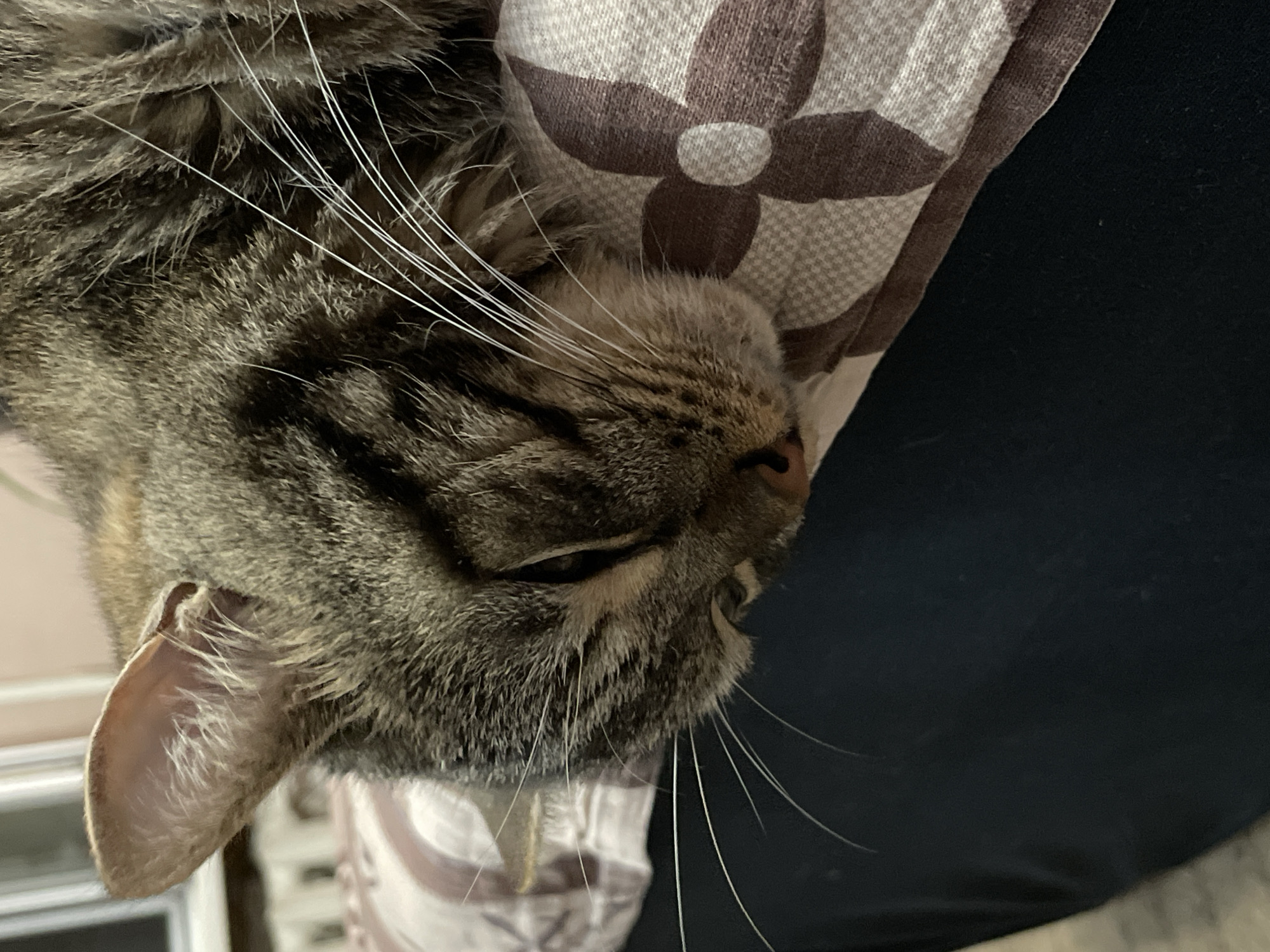 A close-up, high-angle shot shows a tabby cat sleeping on its side. The cat's head is resting on a pillow with a brown and cream floral pattern. The cat's eyes are closed, and its whiskers are fanned out. The background is blurred, but appears to be an indoor setting with some furniture. The image was taken in Cherkasy, Ukraine.