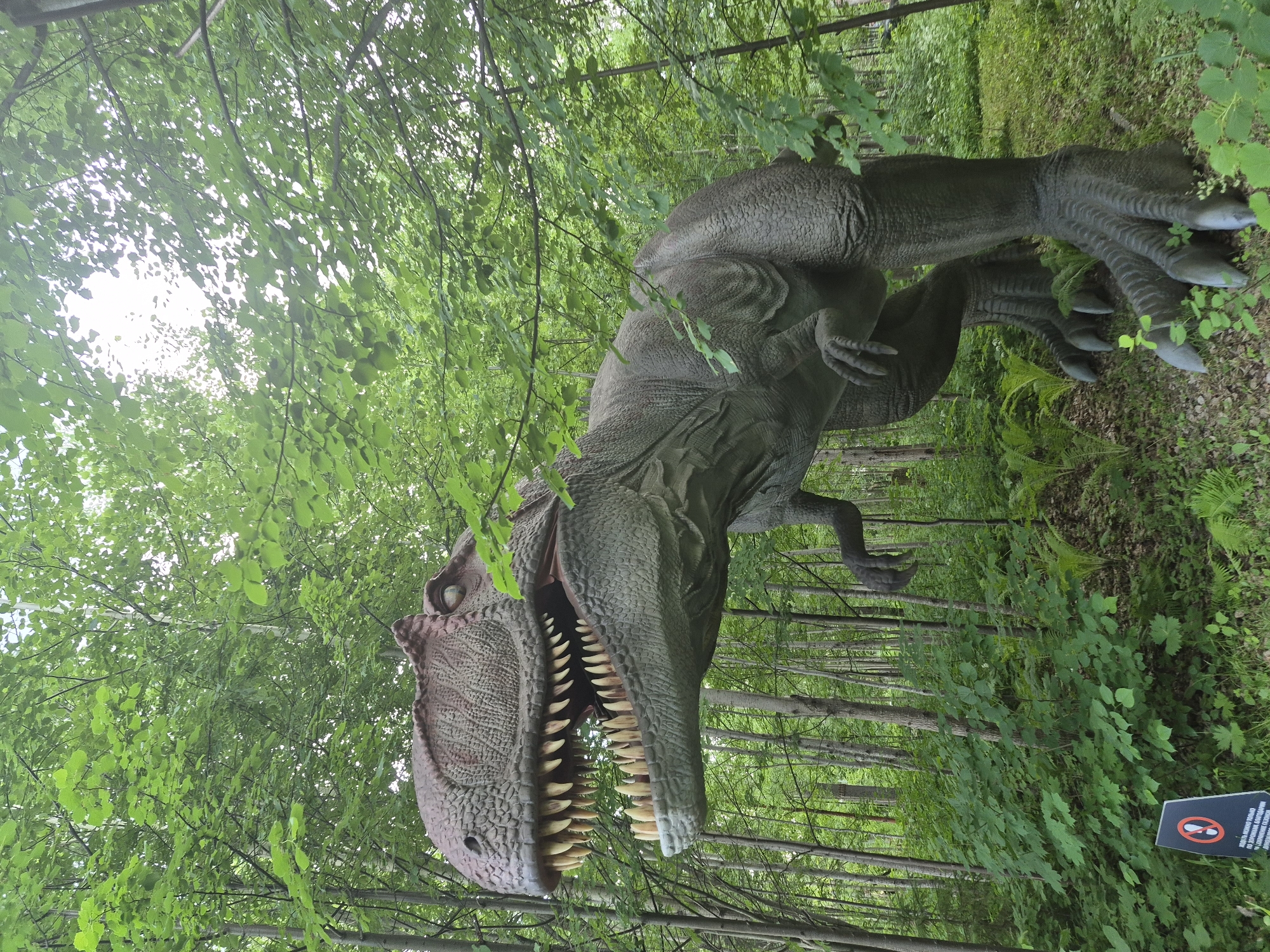 This is a full-shot, eye-level photograph of a large, realistic Tyrannosaurus Rex dinosaur model situated in a forest environment. The dinosaur is positioned centrally in the frame, with its head turned to the left and its mouth open, revealing rows of sharp teeth. Its body is grey-green and textured to resemble scales, and its legs and claws are prominent. The dinosaur is placed on a slight incline of ground covered in vegetation, including ferns and other green plants. Behind the dinosaur, the scene is dominated by tall, slender trees with dense green foliage, suggesting a wooded park or nature reserve. Sunlight filters through the leaves, creating dappled lighting on the ground and the dinosaur. In the lower left corner of the image, a black and white sign with red accents is partially visible, indicating rules or information, likely part of a visitor attraction. The overall impression is a museum-like exhibit set within a natural landscape. This dinosaur exhibit is located at the Izhevsk Zoo in Izhevsk, Russia.