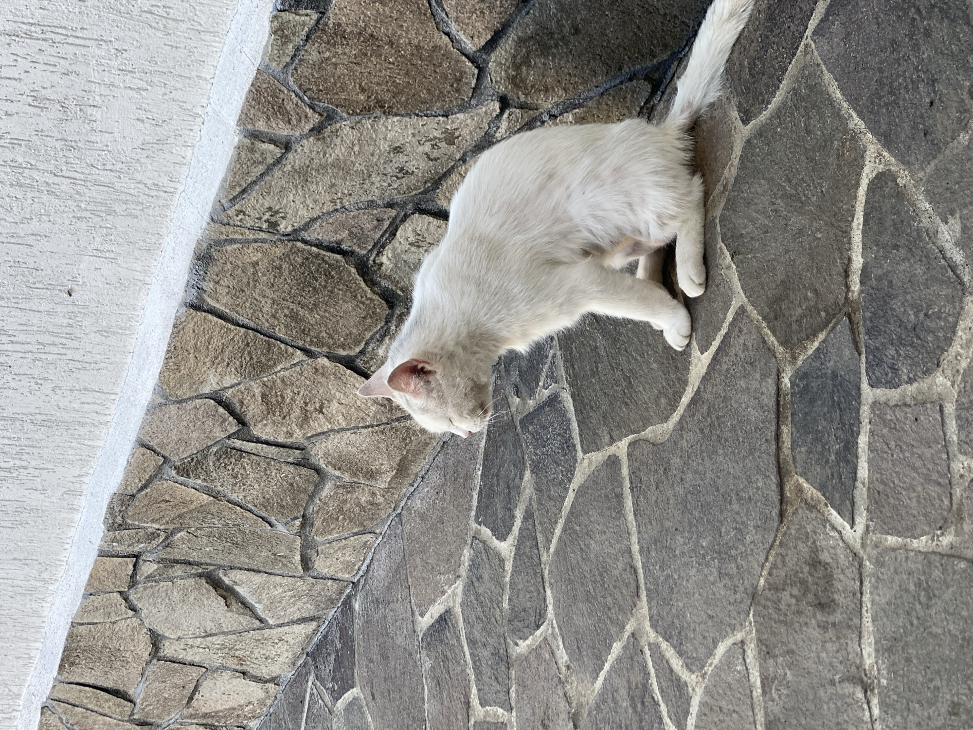 A white cat is shown walking along a stone wall. The wall is made of irregular shaped grey stones, with white grout lines between them. The cat is facing downwards, its head bowed as if it is sniffing the ground. Its tail is held high and is also white. The cat's fur is short and sleek. The wall is positioned on an outdoor surface, suggesting a garden or patio area. The lighting suggests it is daytime, with the sun casting subtle shadows on the stones. The image is taken from a high angle, looking down on the cat and the wall.