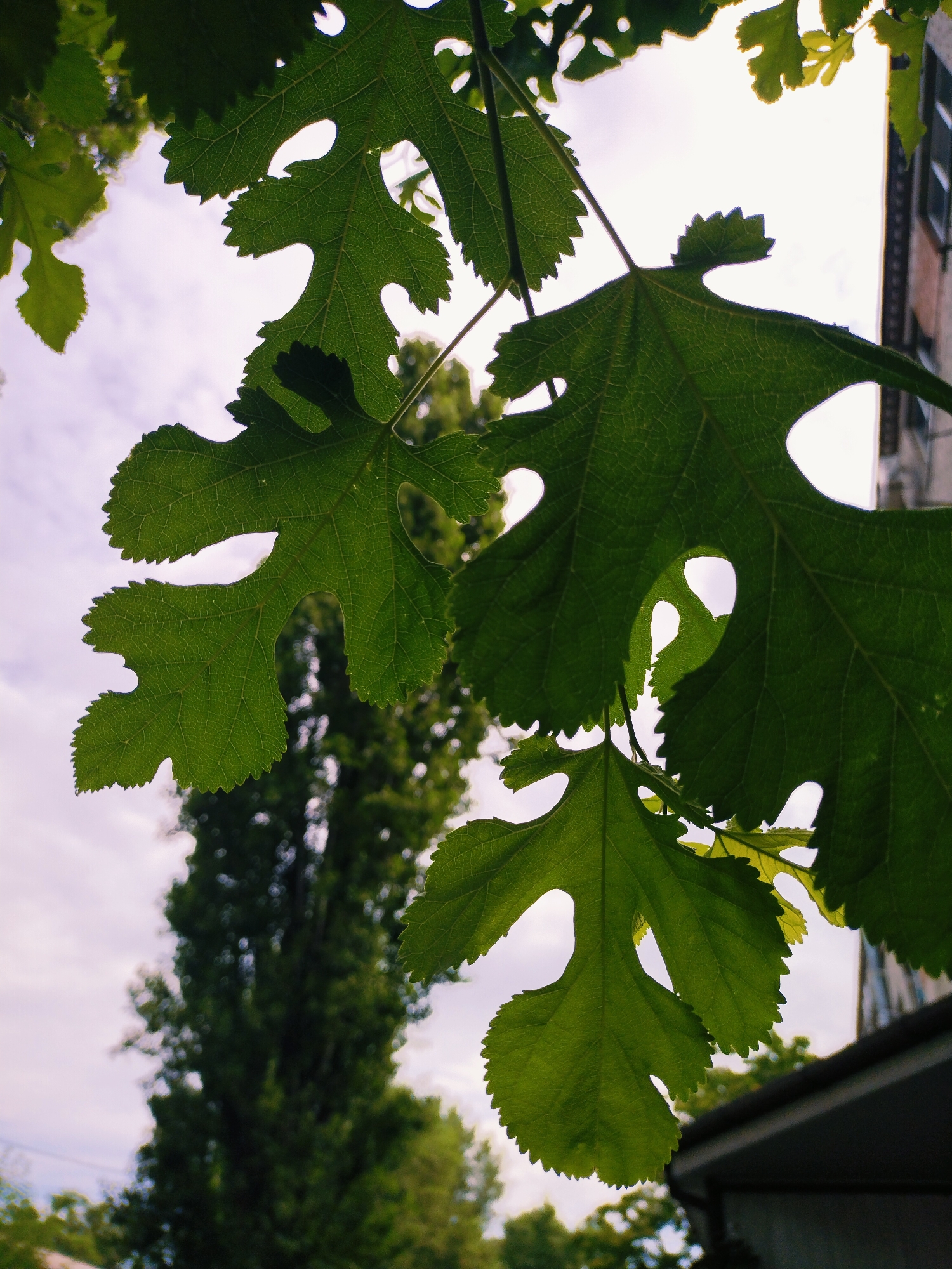This is a close-up, low-angle shot of vibrant green mulberry leaves against a soft, overcast sky. The leaves are detailed, showing visible veins and serrated edges, with some having distinct cutouts. In the background, a tall, lush green tree is out of focus, with a hint of a building to the right. The lighting suggests it is daytime, possibly early morning or late afternoon. The image appears to be taken outdoors in an urban or semi-urban environment, likely in Horishni Plavni, Ukraine, given the context. There are no people or animals present in the scene.