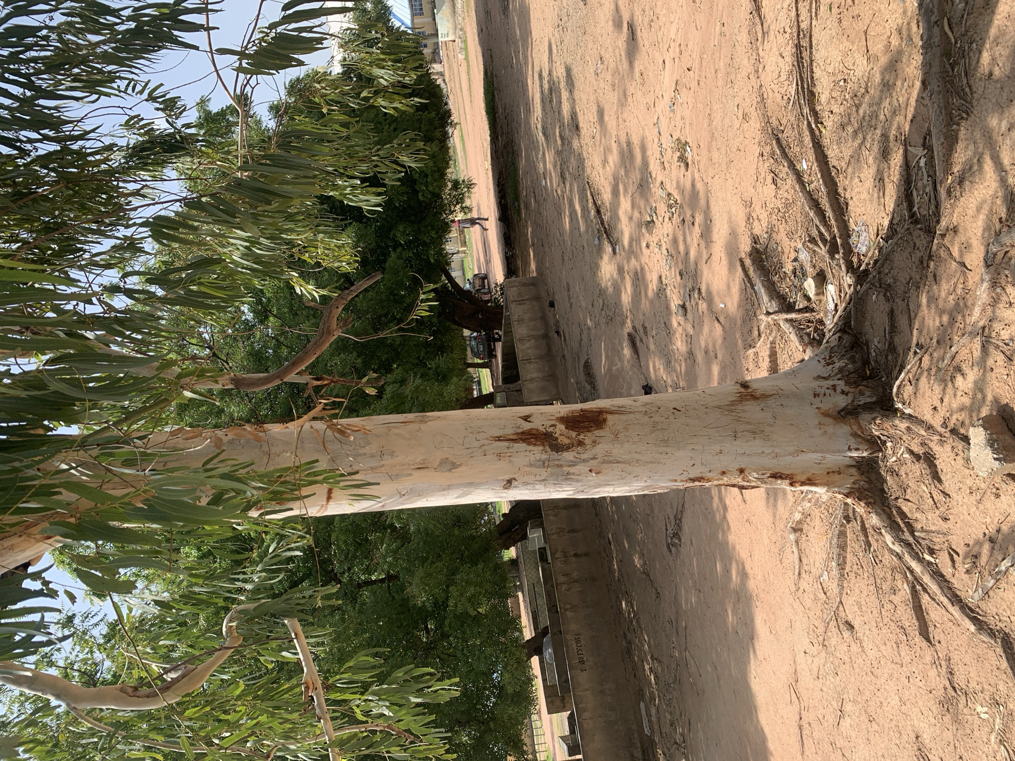 A medium-shot photograph shows the trunk and branches of a light-colored eucalyptus tree in the foreground, with its exposed roots spreading across sandy, reddish-brown ground. The tree's bark is rough and scarred. Beyond the tree, a courtyard area is visible, featuring a low concrete wall that encloses seating or grave markers. In the middle ground, a person walks across the courtyard, and two cars are parked under the shade of a large, dark-green leafy tree. In the background, a light-blue roofed building with white walls is visible, along with more trees and a clear sky. The image is taken outdoors in Jalingo, Nigeria, with the scene suggesting a public space or possibly a cemetery given the walled enclosure.