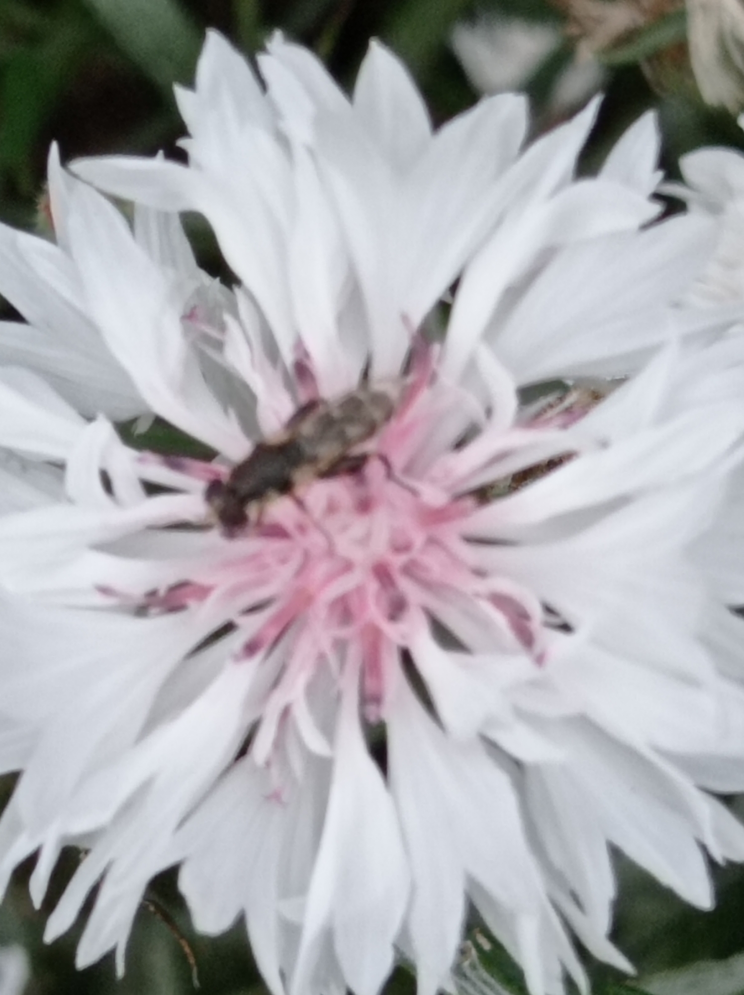 A close-up, slightly out-of-focus shot captures a small, dark insect on a white flower with pink accents. The insect, with visible stripes, appears to be resting or feeding. The flower's petals are delicate and elongated, surrounding a textured, pink center. The background is blurred, with hints of green foliage. The scene is likely from a garden or natural outdoor setting in Degtyarsk, Russia, given the specified location.