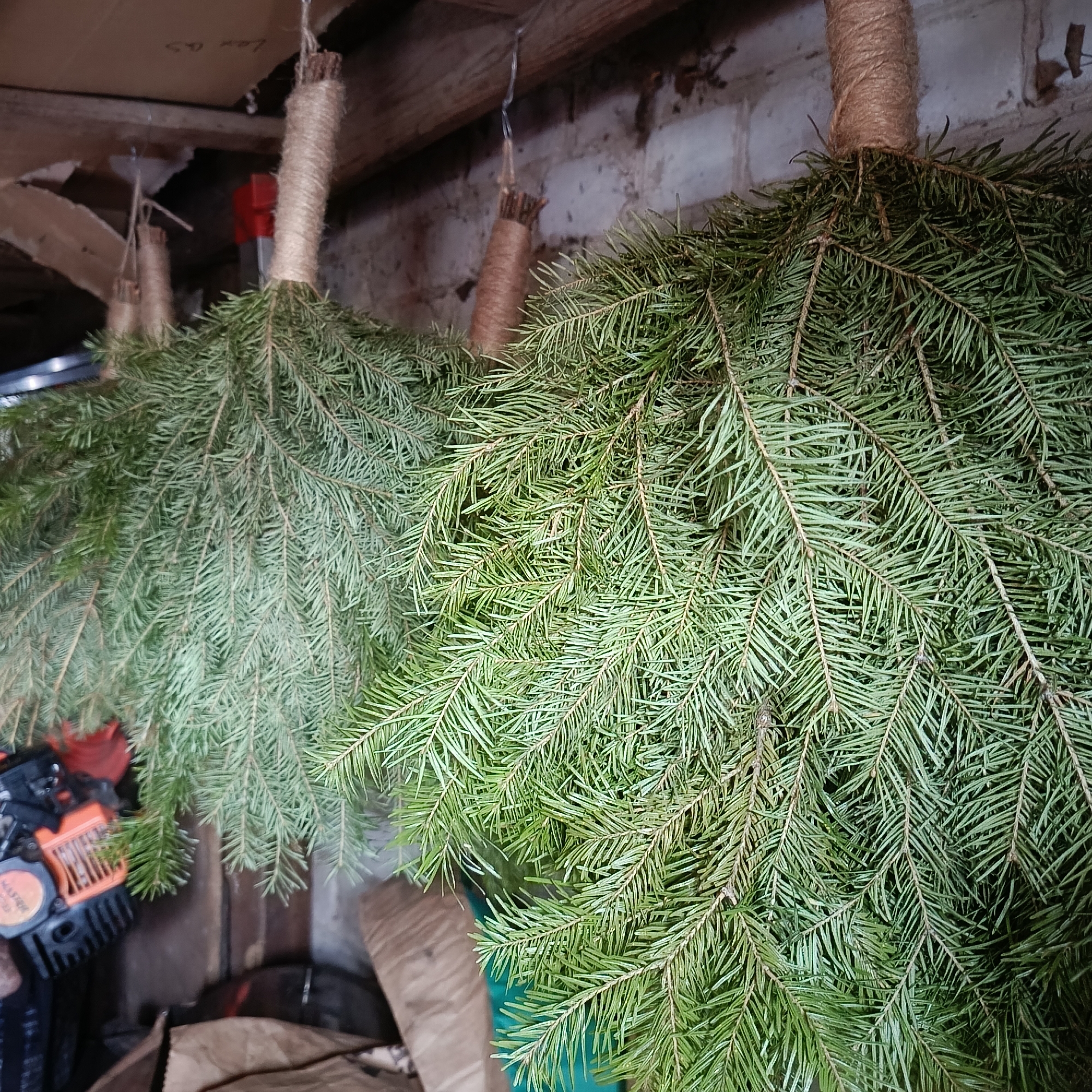 Several bundles of fresh evergreen boughs are hanging upside down from a ceiling or beam in what appears to be a storage area or workshop. The boughs are tied together with twine or rope, which is also used for hanging them. The background includes brick walls, wooden beams, and cardboard boxes, suggesting an interior space. Other objects like a black and orange machine, possibly a chainsaw, and brown paper bags are visible, indicating a cluttered environment. There is no evidence to support this image being taken in Chaikovsky, Russia.