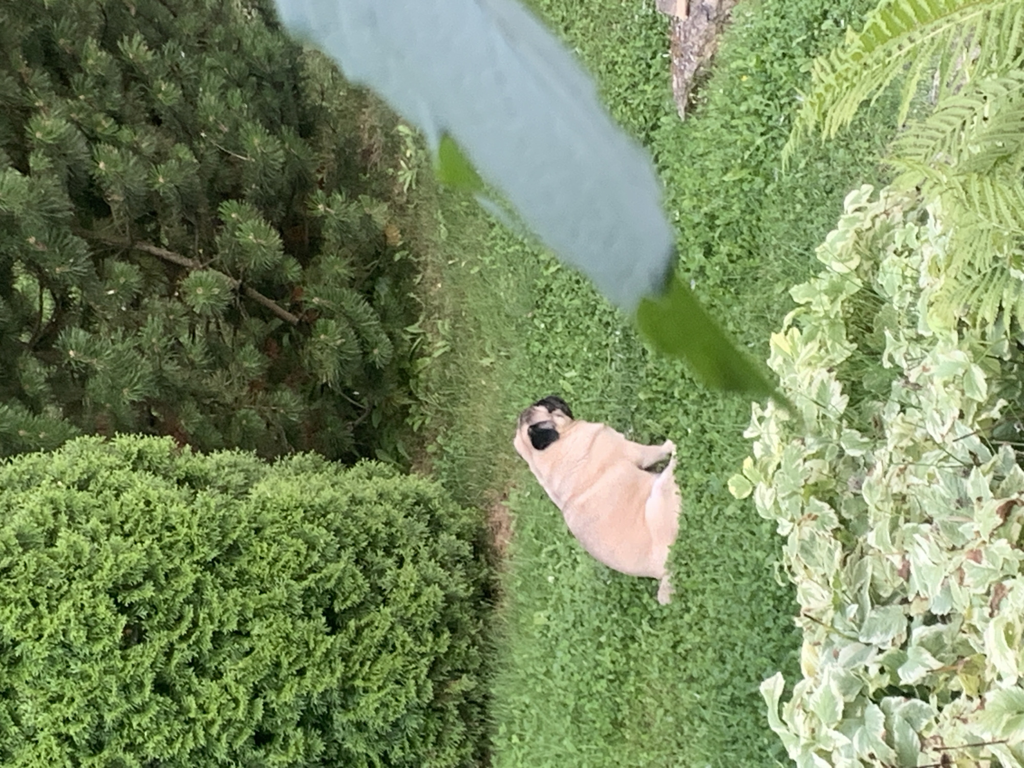 An adult fawn-colored pug dog is sitting on a grassy lawn, facing away from the camera towards a dense evergreen bush to its left. Behind the pug and to the right of the evergreen bush, there is a darker evergreen tree with visible branches. In the foreground, a large blurred green leaf partially obscures the lower right portion of the image. The ground is covered in green grass with patches of clover and other low-lying plants. A few variegated plants with white and green leaves are visible in the bottom left corner of the frame, and a fern is present in the bottom right. The scene appears to be outdoors, likely in a backyard or garden setting in Sergeevo, Russia. There are no people or other animals present in the image.