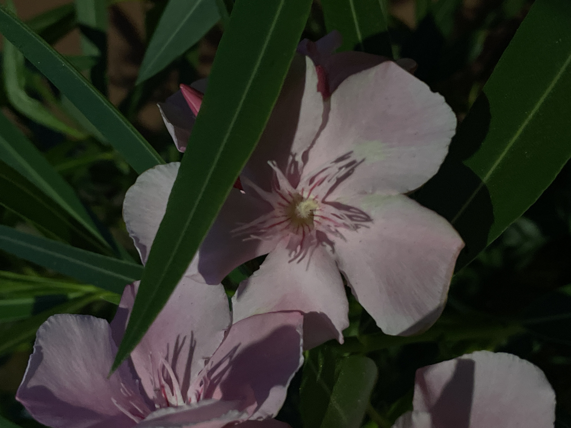 A close-up, slightly low-angle shot captures two light pink oleander flowers with visible stamens in the center. One flower is in the foreground, while another is partially visible to the left. Several long, slender green leaves of the oleander plant are interspersed throughout the frame, some partially obscuring the flowers. The background is dark and out of focus, with hints of brown and green, suggesting a natural outdoor setting in La Línea De La Concepción, Spain. A small pink bud is visible among the leaves on the right side of the frame.