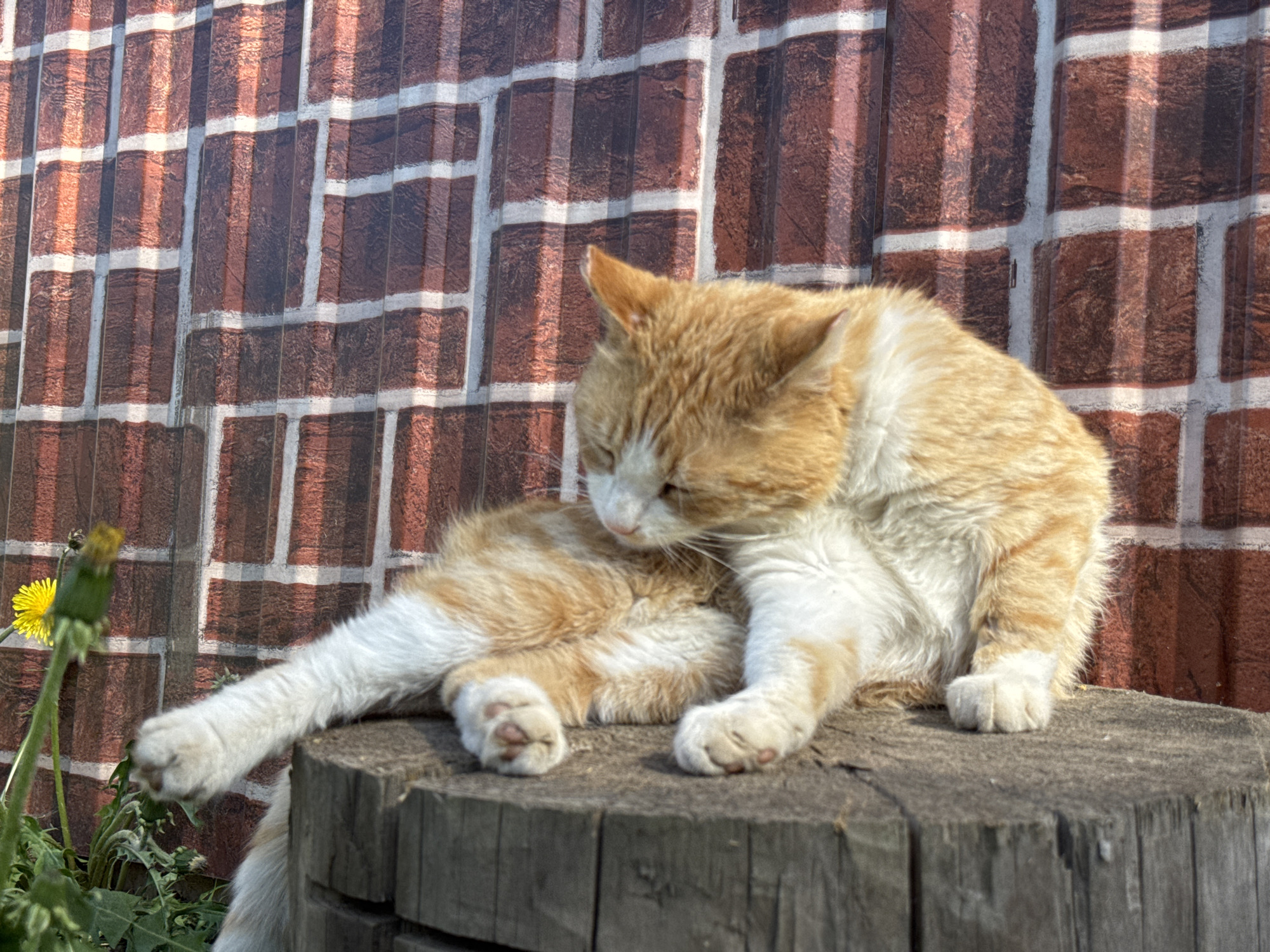 The image shows an orange and white cat sitting on a weathered wooden stump. The cat is grooming itself, its head bent towards its hind leg. To the left of the stump is a dandelion. In the background, a corrugated metal fence or wall is visible, painted to resemble red bricks with white grout. The location is Кемуль, Russia.