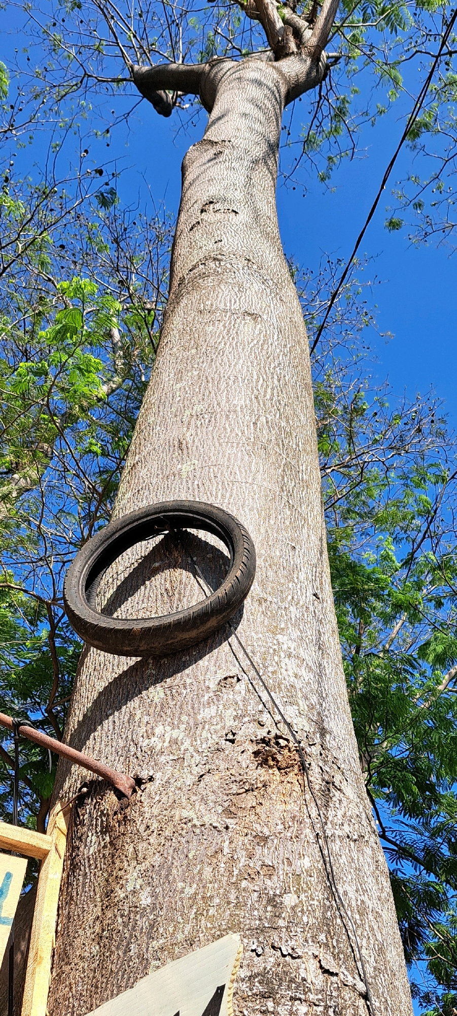 In the city of Sumber Suko, Indonesia, a tall tree stands prominently against a clear blue sky. A single, worn tire is suspended from its trunk, casting a subtle shadow. Several power lines are visible in the background, stretching across the frame. The rough, textured bark of the tree is illuminated by the bright sunlight. The lower portion of the image shows the edge of some wooden structures, suggesting a nearby dwelling or outdoor area. Lush green foliage surrounds the tree, indicating a vibrant natural environment.