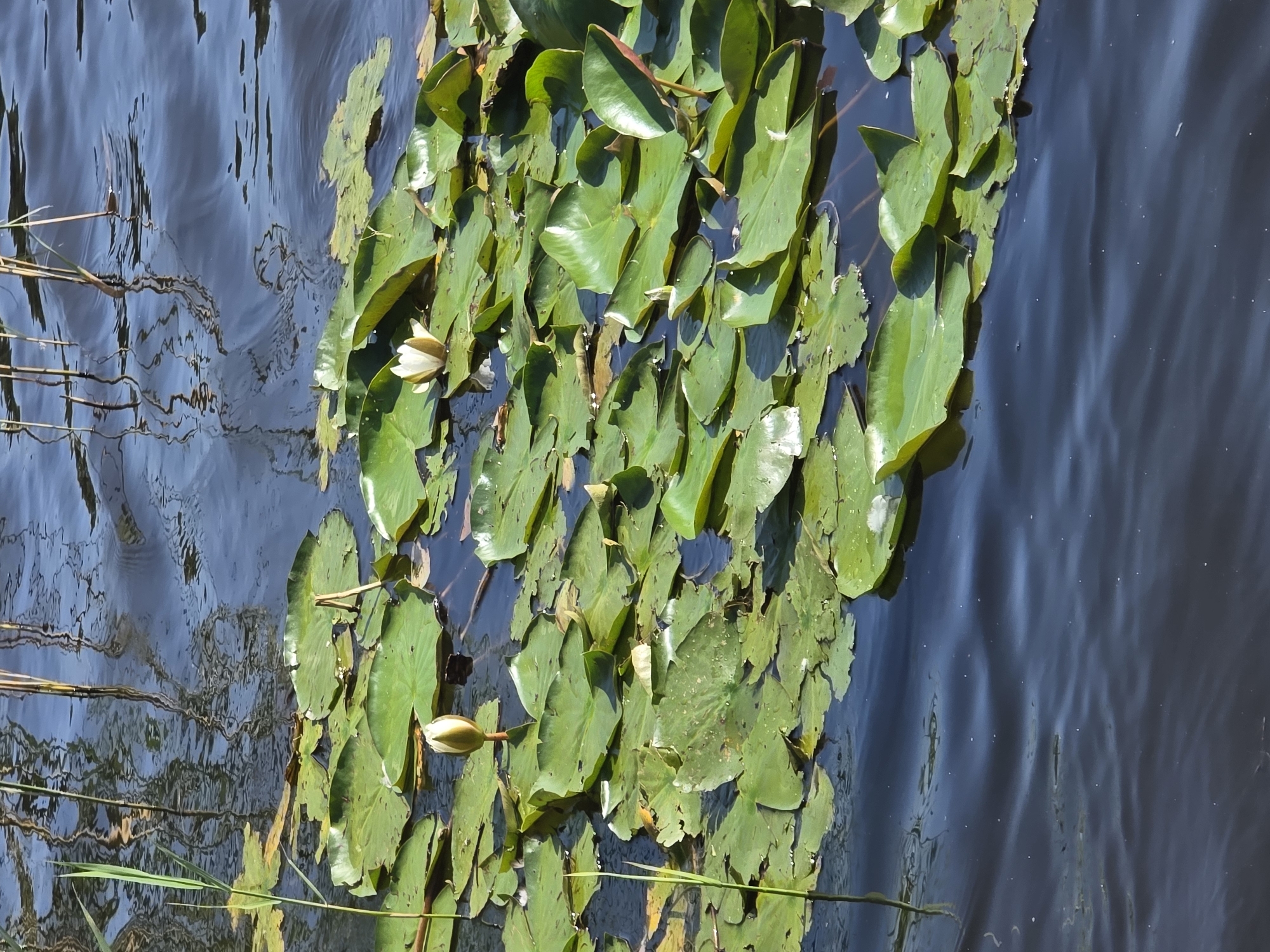 The image shows a close-up, eye-level view of a body of dark, rippling water filled with lily pads. Two unopened white water lily buds are visible, one near the center-left and another slightly to the right. Some dried reeds or tall grasses are reflected on the water's surface in the background. The scene is likely a pond or calm section of a river, and it is not possible to determine a specific location within Svetlogorsk, Russia, based solely on the visual information provided.