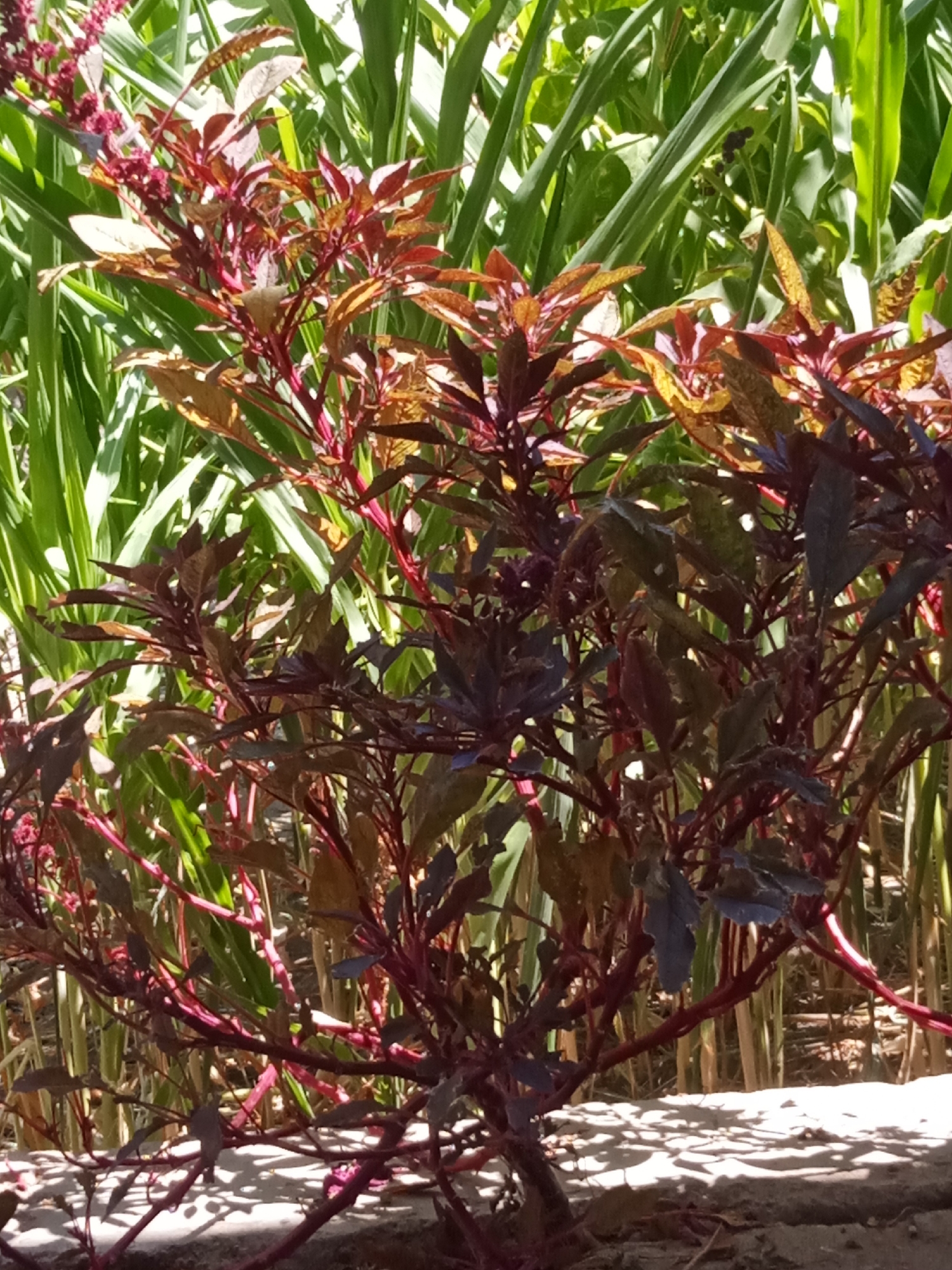 A close-up, eye-level shot captures a red-stemmed plant with dark red and bronze leaves, positioned in front of a blurry backdrop of tall green plants, likely corn stalks. The plant's branches are thick and red, with numerous leaves that range in color from deep maroon to lighter bronze and brown. The plant is growing in a garden bed, with a grey concrete border visible at the bottom of the frame. Sunlight illuminates the scene, creating shadows on the concrete and highlighting the textures of the leaves and stems. The overall impression is one of a vibrant garden on a sunny day.