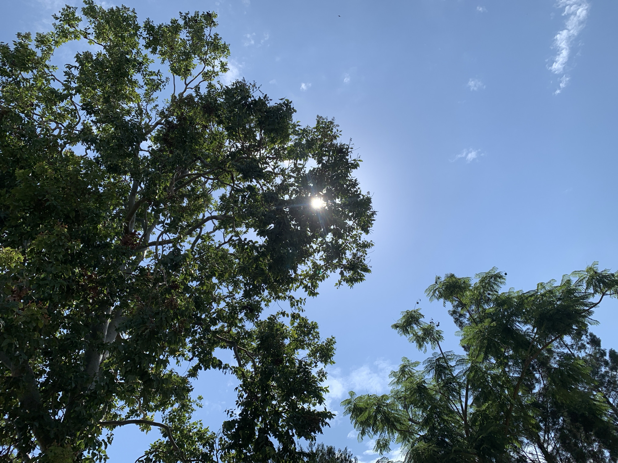 The image shows a view looking up towards a clear blue sky with scattered white clouds. Sunlight filters through the leaves of lush green trees, creating a lens flare effect in the center of the frame. The trees are tall and their branches reach upwards, dominating the lower half of the image. The scene is likely outdoors in an area with significant vegetation. There are no people or discernible structures visible. The perspective suggests a ground-level view looking up.