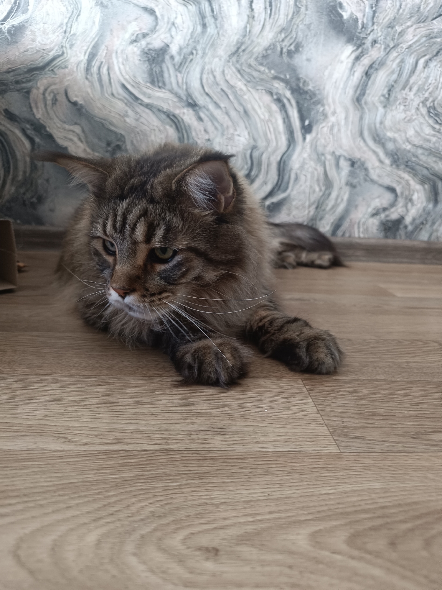 A long-haired tabby cat with green eyes is lying on a wooden floor in front of a marble-patterned wall. The cat is facing left and looking down. Its front paws are extended, and its hindquarters are visible further back. The lighting is dim, casting subtle shadows on the floor. The environment appears to be indoors, likely a residential setting.