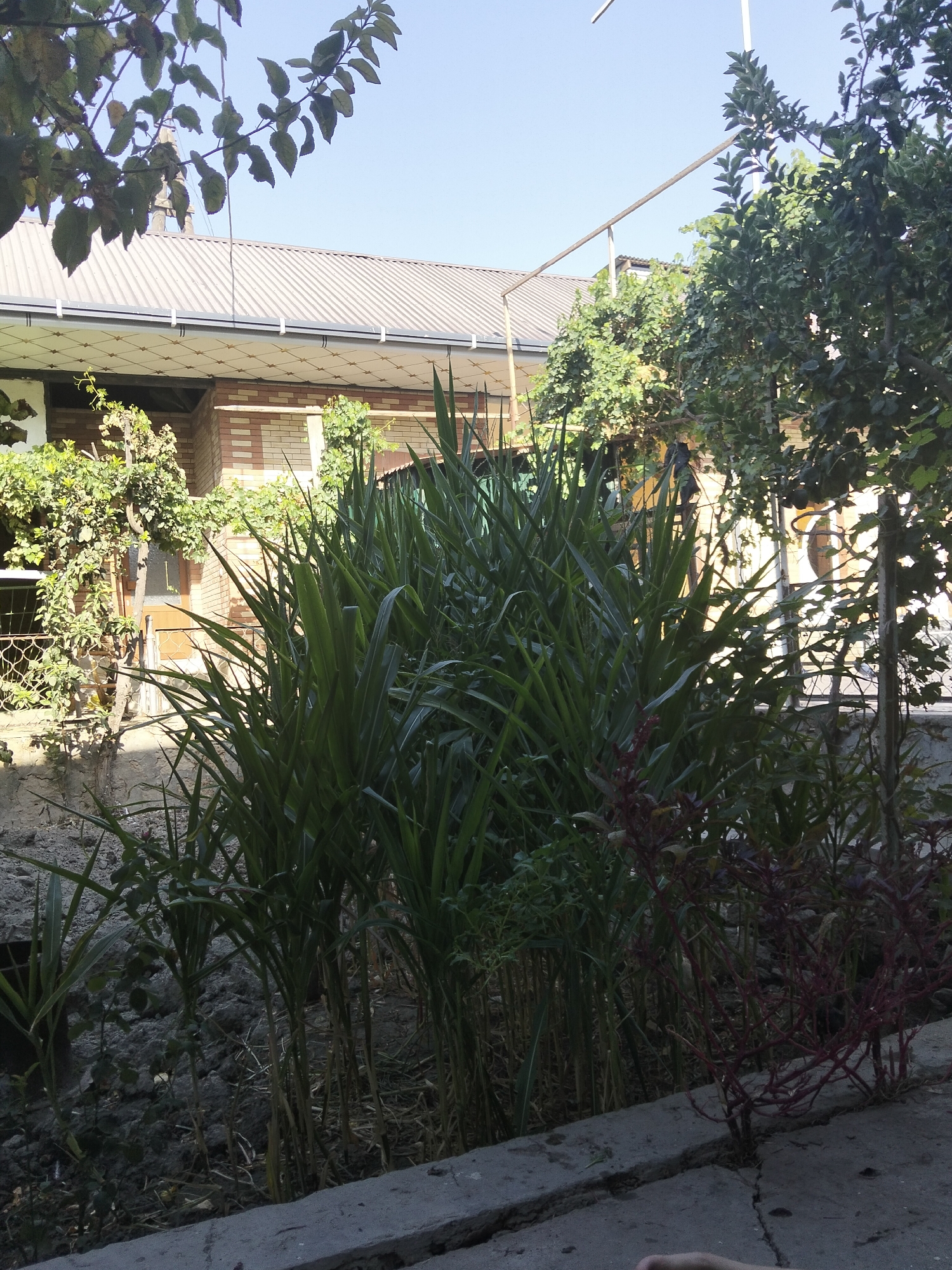 In Kogon City, Uzbekistan, a residential scene unfolds under a clear blue sky. A long, grey corrugated metal roof covers a house constructed with light brown brick. Below the roofline, a patterned soffit with a white background and small yellow star-like designs is visible. In front of the house, lush green vegetation dominates the foreground, including tall, grass-like plants with long, slender leaves and smaller, leafy green plants. To the left, a vine with green leaves climbs up a tree trunk. A narrow, grey concrete path runs along the bottom of the image, with a noticeable crack running through it. In the background, a dense cluster of trees partially obscures the house and a metal fence. The overall impression is one of a sunlit, green, and somewhat overgrown backyard.