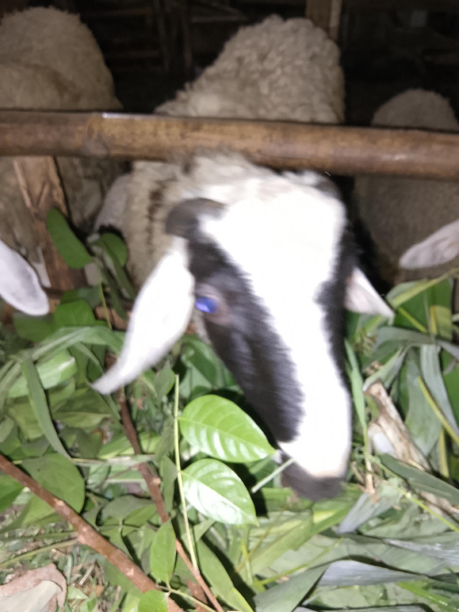 This is a close-up, low-resolution, blurry photograph of sheep eating greenery within a wooden enclosure. The image is dark and appears to have been taken at night or in poor lighting conditions. The sheep are predominantly white with black markings on their faces. One sheep in the foreground has blue eyes visible. The enclosure's wooden bars are visible in the upper part of the frame, and branches and leaves are scattered throughout the lower portion. The exact location in Betonan, Indonesia, is not specified, but the presence of sheep and the rustic enclosure suggest a rural or agricultural setting.