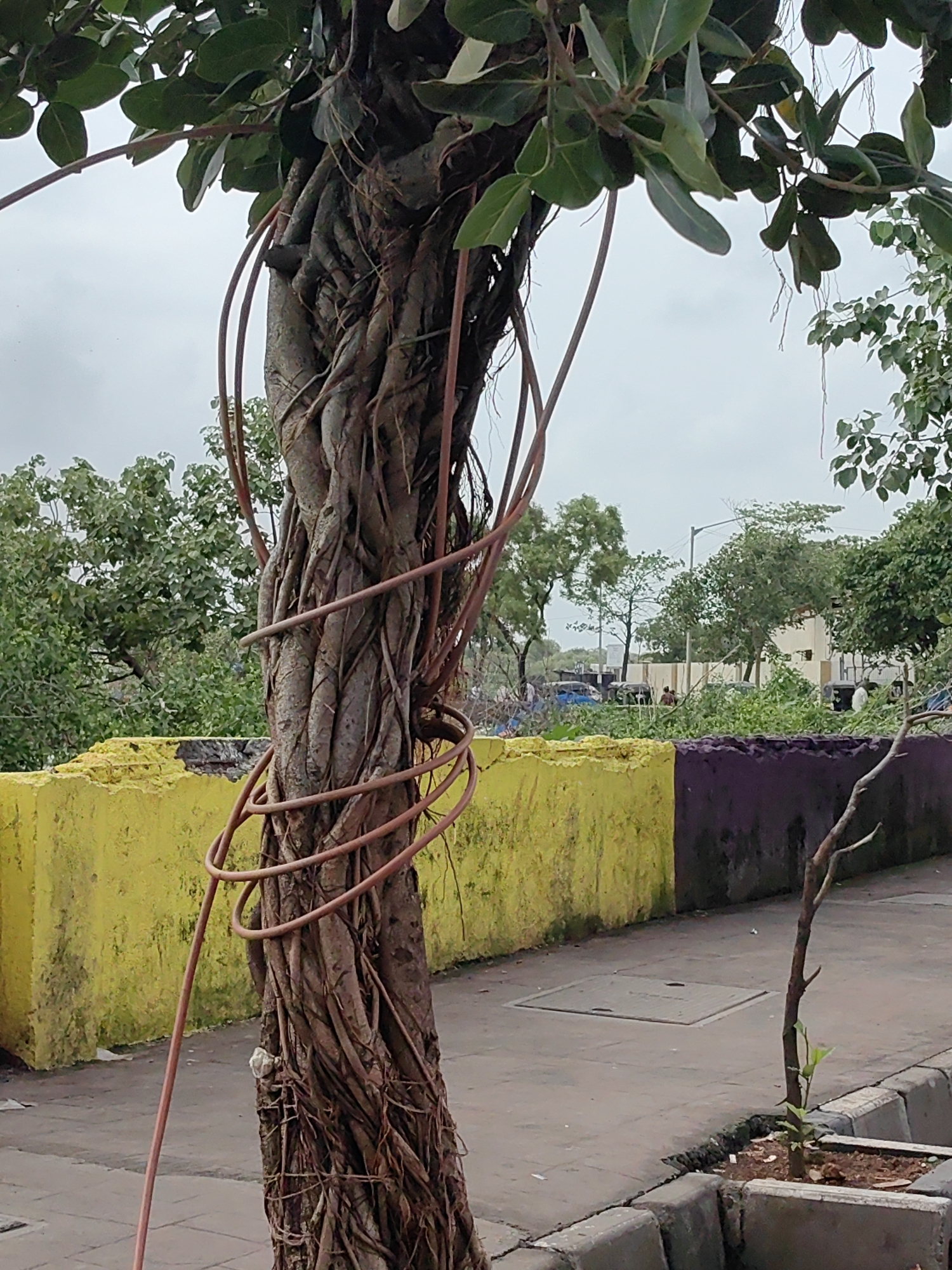 An outdoor, medium shot captures a heavily twisted banyan tree trunk in the foreground, wrapped with a coiled red hose. The tree is situated on a sidewalk next to a low, divided wall, painted yellow on the left and purple on the right. Beyond the wall, a street is visible with scattered vehicles and buildings under an overcast sky. The scene appears to be in Mira-Bhayander, India, suggested by the architecture and vegetation.