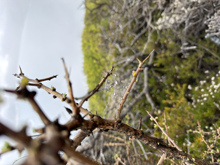 The image displays a close-up, shallow-depth-of-field view of a thorny, dark brown plant branch situated in a natural fynbos or scrubland environment near Cape Town, South Africa. The primary subject, a section of the branch in sharp focus, exhibits multiple small, light green buds and sharp, dark thorns. A delicate spiderweb, prominently coated with numerous clear, spherical water droplets from recent precipitation, is stretched between two smaller branches. The background is blurred, revealing dense, low-lying vegetation in varying shades of green, brown, and grey, with scattered small white flowers visible towards the bottom of the frame. The sky above is uniformly light grey and overcast. No human or animal subjects are present.