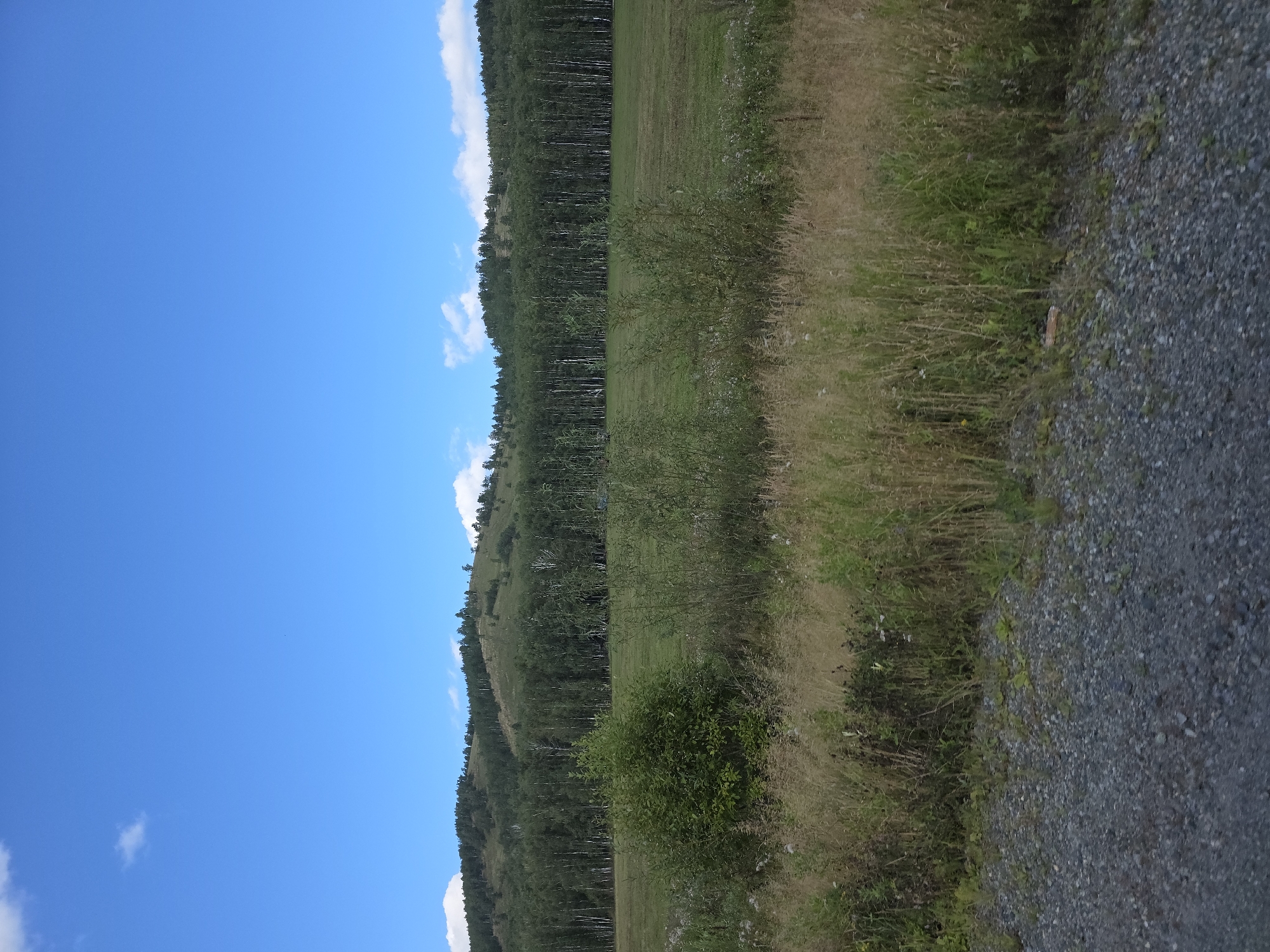 The image depicts a rural landscape under a clear blue sky with scattered white clouds. In the foreground, a gravelly area leads to a field with tall, dry grass and scattered green bushes. Beyond the field, a dense line of trees, predominantly deciduous with white trunks, forms a sharp horizon line against a rolling green hillside covered with more trees. The overall impression is a serene, natural environment, likely located outside of urban development. This scene is consistent with the natural surroundings of Saktaevo, a village in the Republic of Bashkortostan, Russia, known for its vast natural landscapes and forests.