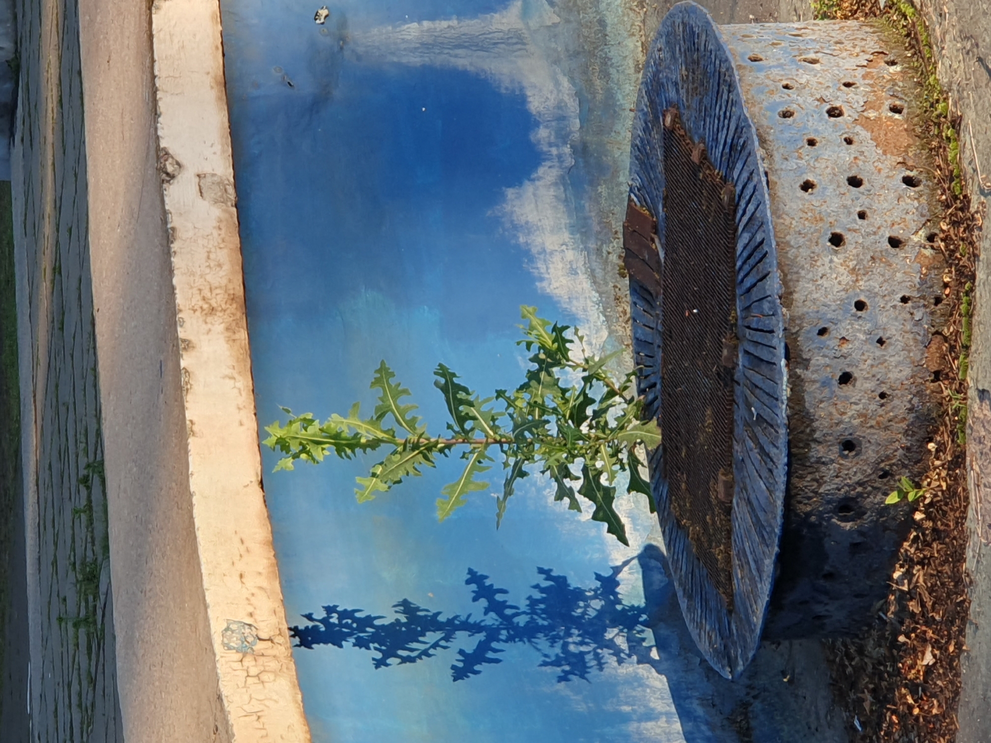 The image shows a plant growing in a metal structure. The metal structure is cylindrical with a grate on top and holes around the sides. The structure is blue and appears to be weathered and rusty. The plant is green and has jagged leaves. Behind the structure is a blue wall with a painted sky and cloud scene. A shadow of the plant is cast on the wall. The ground around the structure is covered in dry leaves and small green sprouts. In the background, a concrete walkway with a cobblestone pattern is visible. The scene is lit by natural light, casting shadows.