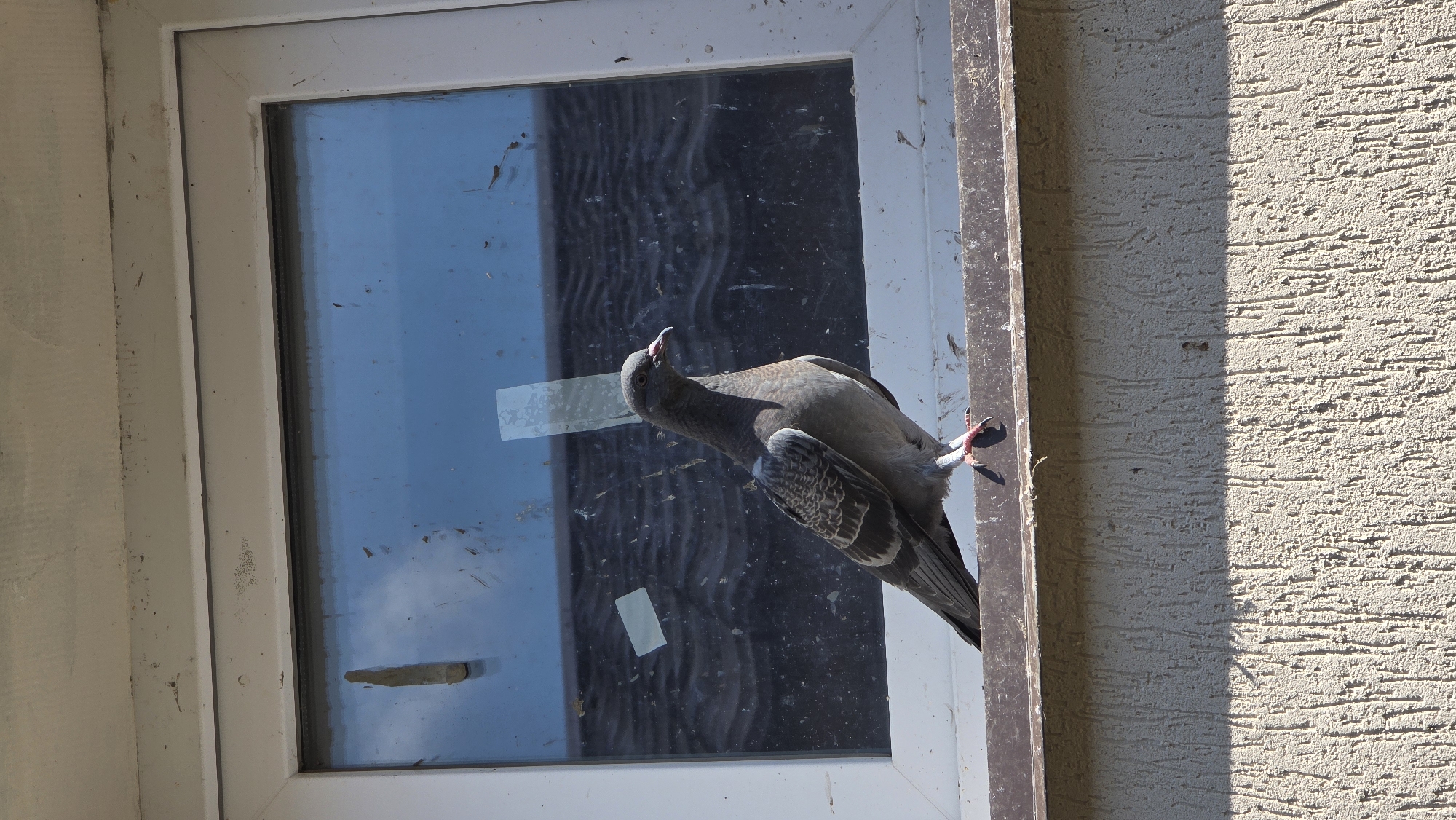 A single pigeon stands on the exterior windowsill of a building, its body facing right, with its head turned slightly towards the viewer. The pigeon is primarily gray with some darker markings on its wings and a lighter gray underside. Its beak is pinkish, and its eyes are dark. The pigeon is positioned in front of a window with a blue tint and appears dirty with smudges and tape remnants on the glass. The windowsill itself is a dark brown color and shows some signs of wear. Below the windowsill is a textured, cream-colored exterior wall, with a distinct shadow cast across it from an unseen object to the left. The overall environment suggests an outdoor urban or suburban setting. The scene is devoid of any human presence or interaction.