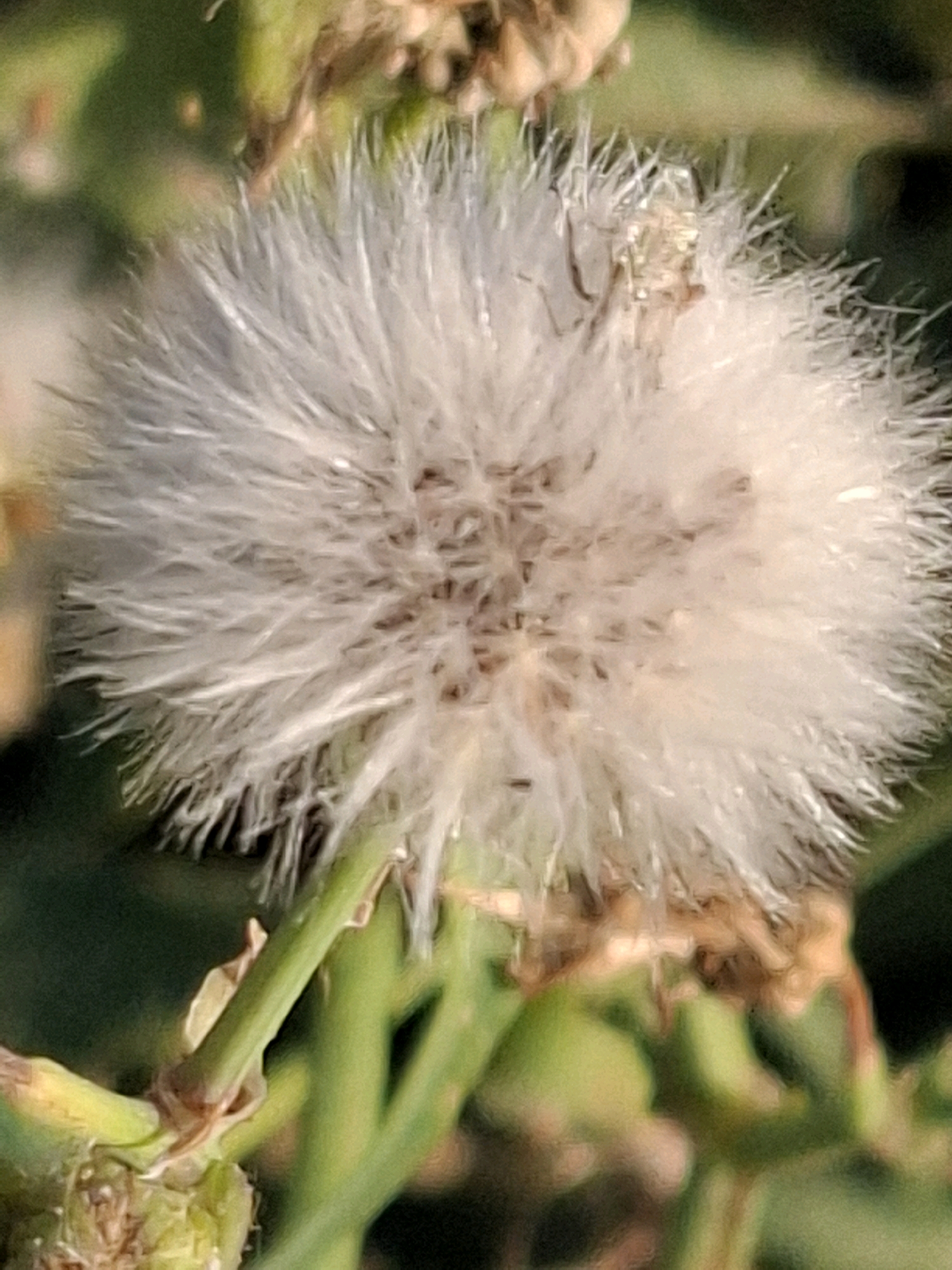 The image is a close-up, macro photograph of a fluffy, white seed head of a plant, possibly a thistle or dandelion. The seed head is spherical and appears to be in the process of dispersing its seeds. The delicate white fibers are sharp and numerous, forming a halo around the central core. The background is blurred and consists of green foliage and some brown, dried plant matter. The lighting suggests it is daytime, with natural light illuminating the subject. The location in Almaty, Kazakhstan, is not discernible from the image itself; the photograph depicts a natural, outdoor setting likely in a park, garden, or wild area. There are no people or discernible human activity in the frame. The focus is entirely on the texture and structure of the seed head and its immediate surroundings.