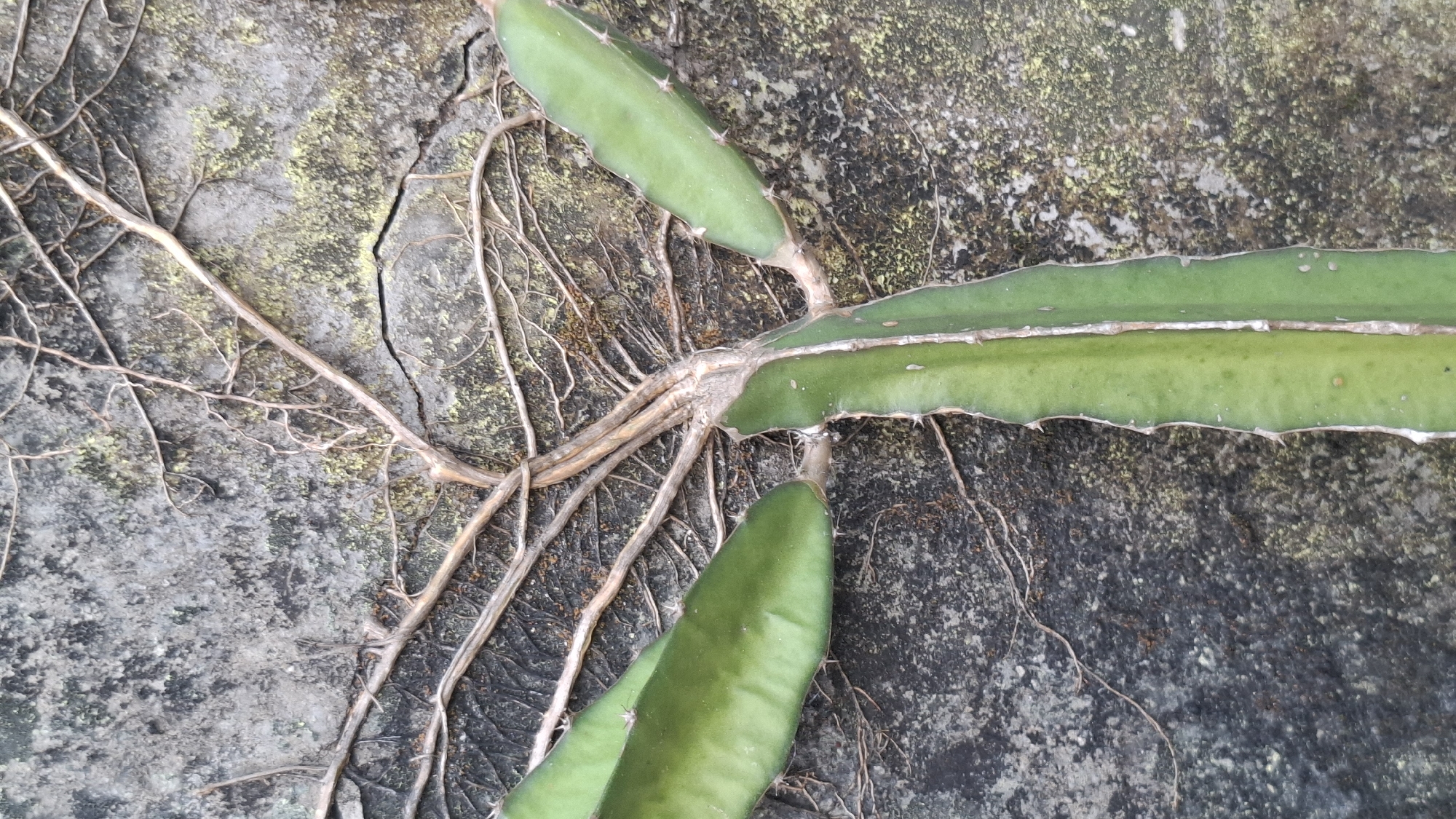 The image shows a close-up of a green cactus-like plant with spiny edges growing on a rough, textured wall. The wall appears to be made of concrete or stone, and it has patches of moss or lichen on its surface, giving it a weathered appearance. Several thin, brown, vine-like structures are also visible, intertwining with the plant and clinging to the wall. The lighting suggests it is daytime. The scene is devoid of any human presence or activity. The location is identified as Cibinong Hilir, Indonesia.