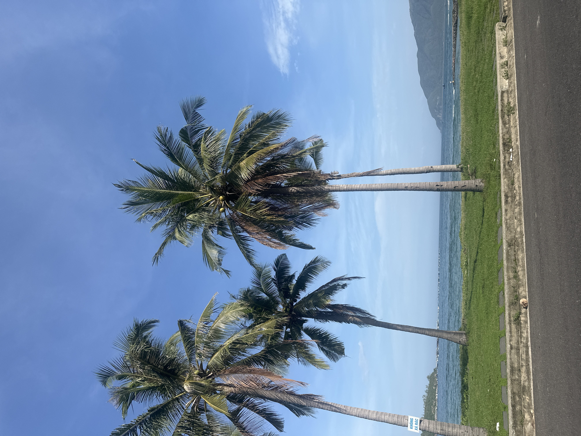 This is a wide-angle, low-angle, vertical shot of a coastal scene in Nam Nha Trang Ward, Vietnam. The foreground features a section of an asphalt road with a concrete curb. Beyond the curb is a strip of vibrant green grass, punctuated by a few small, dry weeds. A single coconut lies on the grass near the curb. In the mid-ground, a line of three tall palm trees with green fronds and coconuts dominates the frame, silhouetted against a clear, bright blue sky. The ocean stretches out behind the trees, with gentle waves and a distant shoreline. A line of buoys or small structures are visible in the water, and a faint mountain range forms the horizon in the distance. The overall impression is one of a tropical, sunny day.