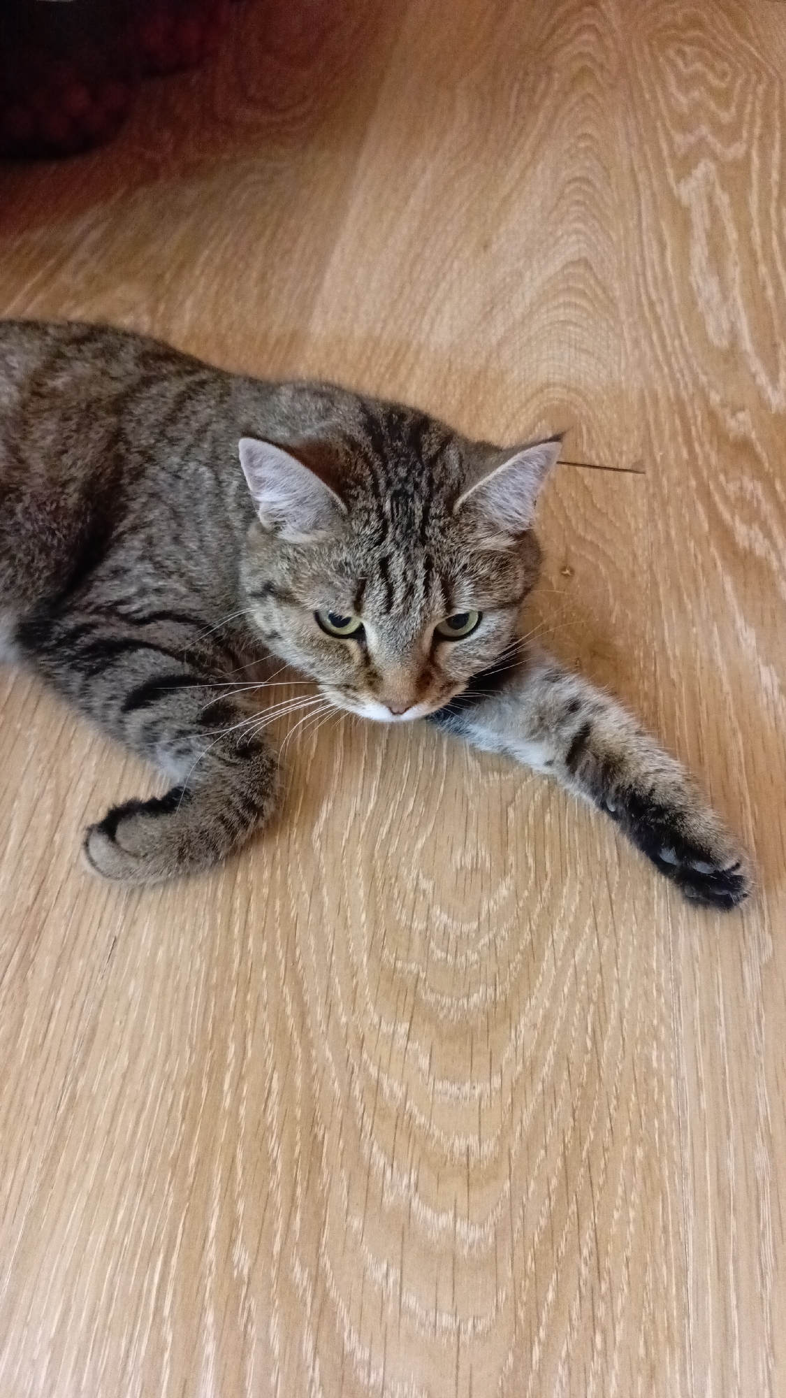 An image shows a tabby cat lying on a wooden floor. The cat is facing downwards towards the right side of the frame, with its front right paw extended forward. The cat has green eyes, a grey and black striped coat, and white whiskers. The floor is made of light-colored wood with a visible grain pattern. The background is dark and out of focus, with some red elements suggesting a piece of furniture or fabric. The scene appears to be indoors, possibly in a residential setting. The image does not contain any information about the city of Tsibanobalka, Russia.