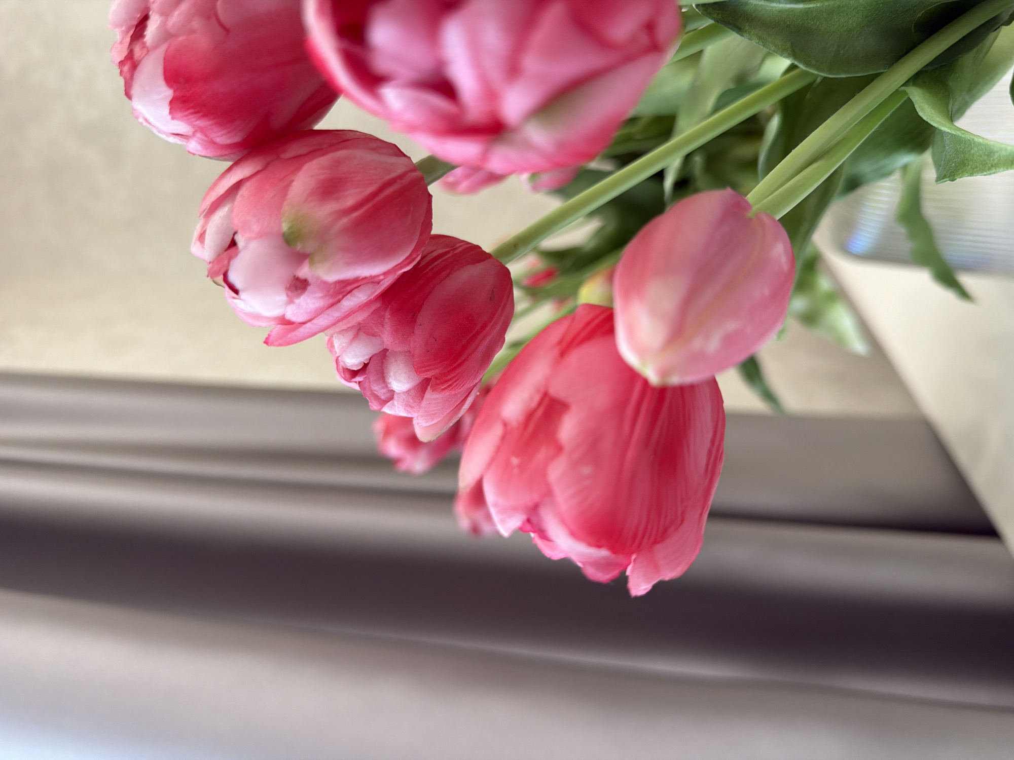 A close-up, shallow depth of field shot shows a bouquet of bright pink tulips with streaks of white and light green. The tulips are in various stages of bloom, with some fully open and others still forming buds. Their velvety petals are illuminated by soft light, creating a luminous glow. The background features a blurred, light-colored curtain with vertical folds, casting a gentle shadow to the left of the frame. The scene is set against a neutral, cream-colored wall. The image is focused on the flowers, with the background softly out of focus, drawing the viewer's eye to the vibrant colors and delicate textures of the tulips.