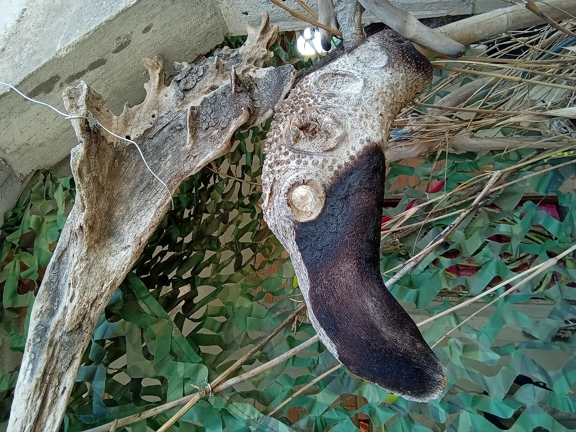 The image presents a close-up view of a unique wooden sculpture resembling a large bird's head, situated in an outdoor environment in Ko Siboya, Thailand. The central object features a prominent dark brown, smooth beak extending leftwards, transitioning into a lighter, textured head portion. The head is characterized by numerous small, raised nodules and a circular, recessed area suggestive of an eye, which contains a reflective element.
This sculpted piece is organically connected to a larger, irregularly shaped section of weathered, light greyish-brown wood, heavily textured with cracks and crevices, which extends towards the upper right. A thin, silver-colored wire is looped around a protuberance on this upper wooden section, running diagonally upwards and to the left, indicating a potential attachment or support mechanism. This entire wooden assembly is positioned against a textured, light grey concrete surface visible in the upper right.
The background is dominated by a green camouflage net, creating a patterned, semi-transparent screen. Through the mesh, hints of a reddish-brown structure and deeper green tones are discernible. Below and surrounding the wooden bird's head are numerous thin, dry, yellowish-brown stalks, resembling dried grass or small branches. A lighter-toned, vertical cylindrical object, possibly bamboo, is visible towards the far right. A circular light reflection is present in the background, to the right of the wooden head. No individuals are depicted in the scene.
