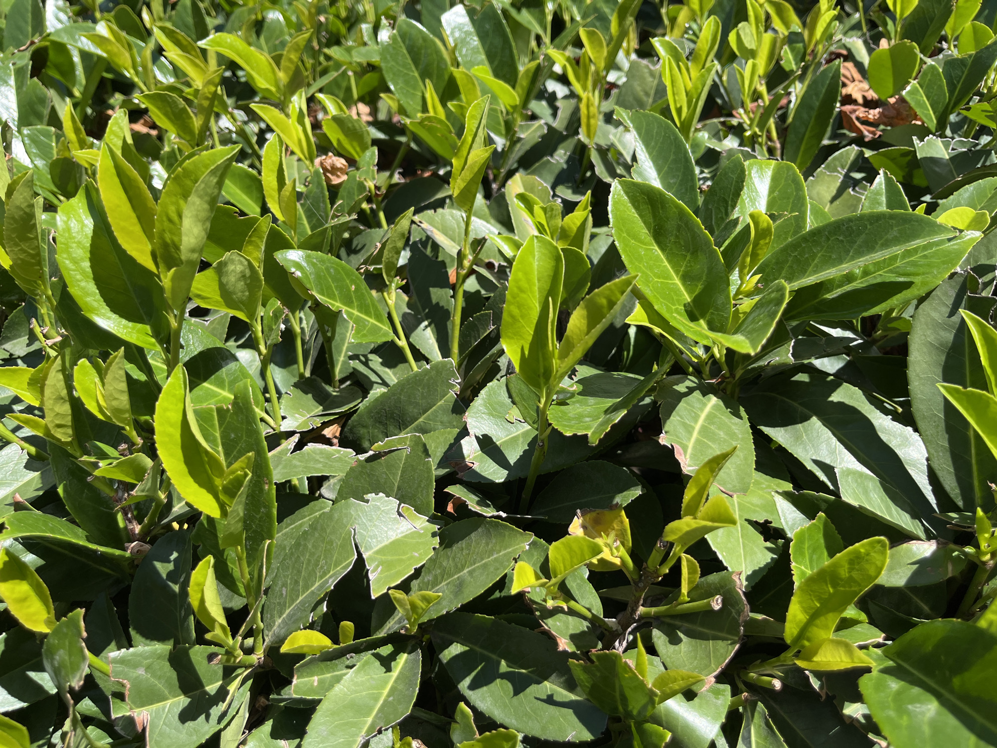 A close-up, eye-level shot displays a dense arrangement of dark green leaves, with some lighter green new growth. The foliage is illuminated by bright sunlight, creating distinct shadows. The leaves appear waxy and have a slightly serrated edge. Some dried brown leaves are visible amongst the green. The scene is set outdoors, with no discernible urban features, suggesting a natural or garden environment.