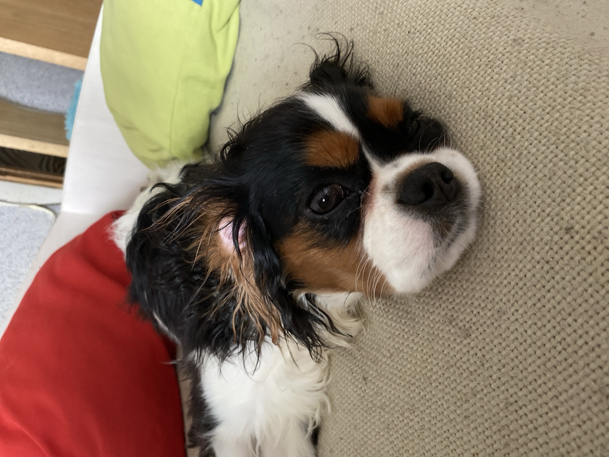 A tri-color Cavalier King Charles Spaniel is depicted in a close-up, resting indoors on a light beige, textured sofa. The dog's head is tilted and it is looking directly towards the camera with large, dark eyes. Its fur is a mix of black, brown (tan), and white, with a white muzzle and a white blaze running between its eyes. The fur around its ears and head appears slightly damp or dishevelled. Its black nose is prominent, and whiskers are visible around its snout.
To the dog's lower left, a vibrant red pillow is partially visible, while a light green pillow can be seen in the upper background behind its head. The overall setting is a comfortable indoor space, likely a home, with blurry hints of wooden furniture or shelving in the distant upper left. The lighting is soft, suggesting an indoor environment without strong natural light sources directly visible. The dog's expression is calm and inquisitive. There is no visible text in the image. The location context provided is Votkinsk, Russia.