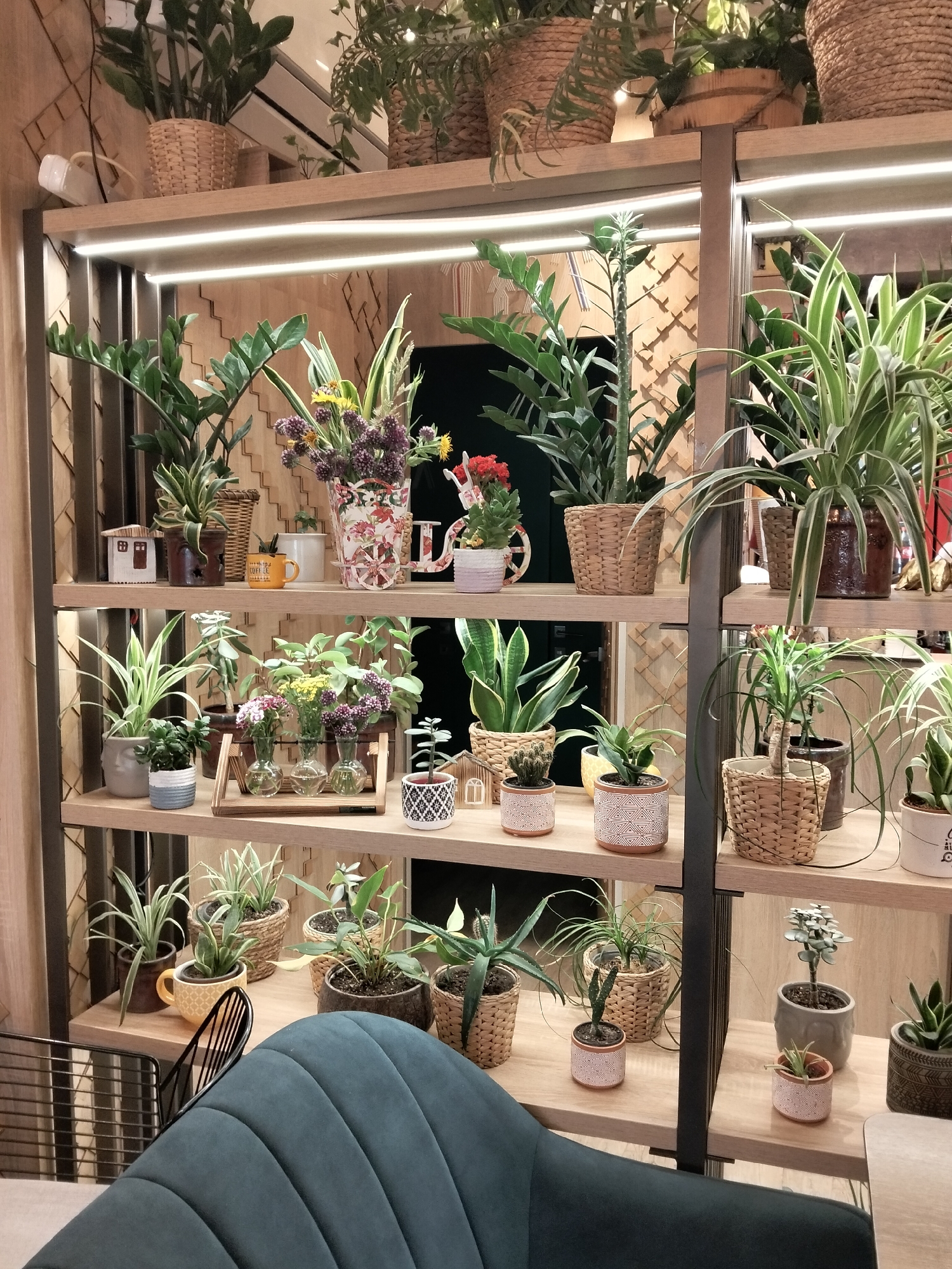 The image shows a collection of houseplants displayed on a multi-tiered wooden shelf unit. The shelves are illuminated by embedded LED lights, creating a warm glow. The plants are in various sizes and types of pots, including wicker baskets, ceramic pots, and terracotta pots. Some of the plants are flowering, with small red and yellow blooms visible. In the foreground, a dark teal upholstered chair is partially visible. The background consists of a decorative wooden wall paneling. The scene appears to be an indoor display, possibly in a cafe, shop, or home. Based on the provided information, this scene is located in Peresecina, Moldova.