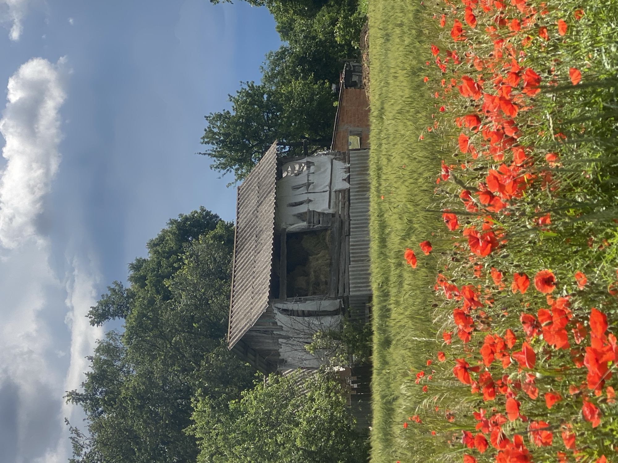 In Ustyvytsia, Ukraine, a rustic barn stands amidst a vibrant field of red poppies. The barn, constructed of weathered wood and corrugated roofing, shows signs of age and disrepair. It appears to be a hay barn, with bales of straw visible through an open side. Adjacent to it, a smaller structure of red brick is visible. The foreground is dominated by a dense carpet of bright red poppies, their petals stark against the green stalks of wheat or barley. Lush green trees form a backdrop, with a dramatic sky of dark, stormy clouds overhead. The overall impression is one of rural tranquility, a juxtaposition of natural beauty and humble human construction.